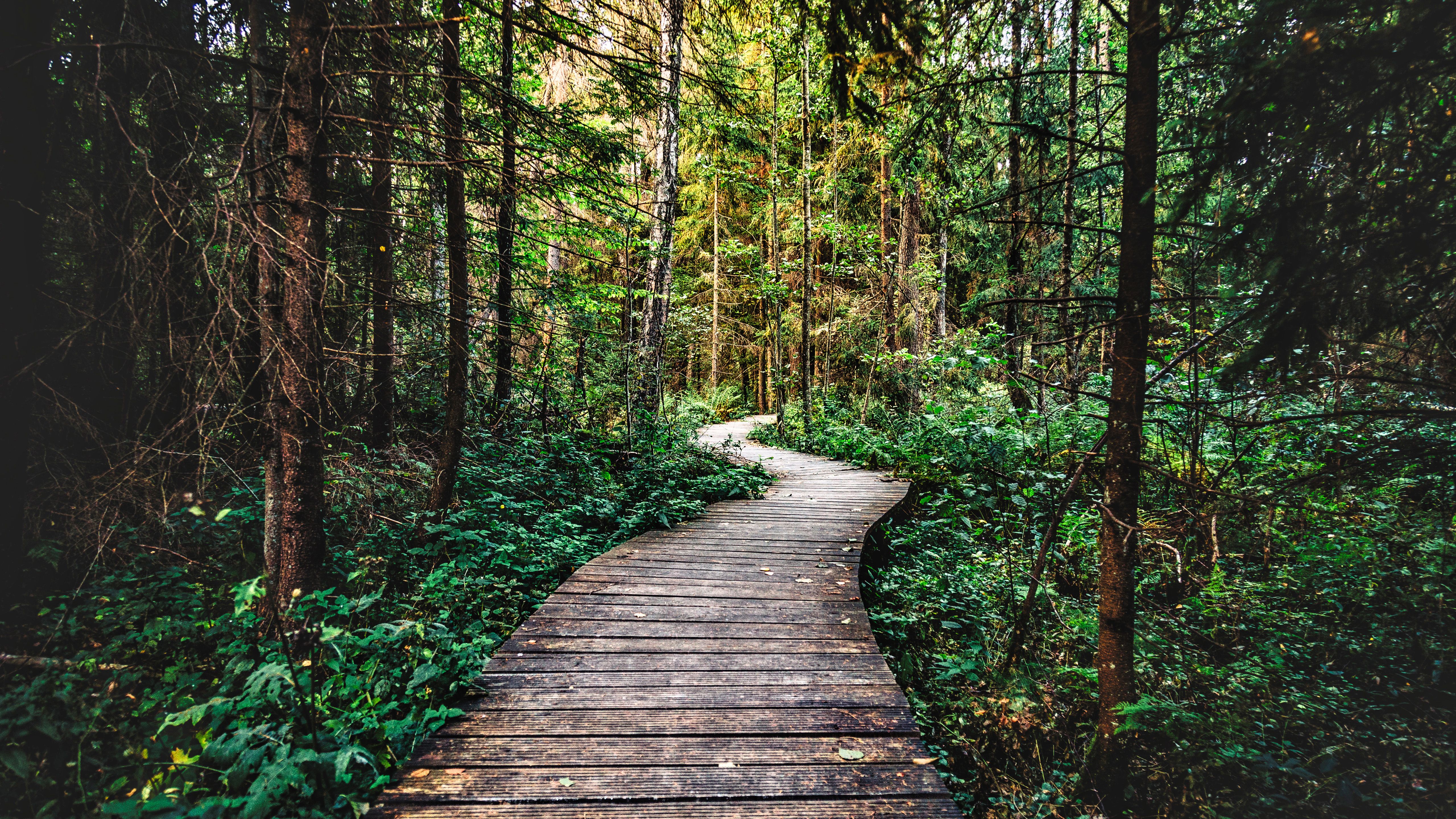 5120x2880 Forest Wallpaper 4K, Pathway, Wooden path, trail