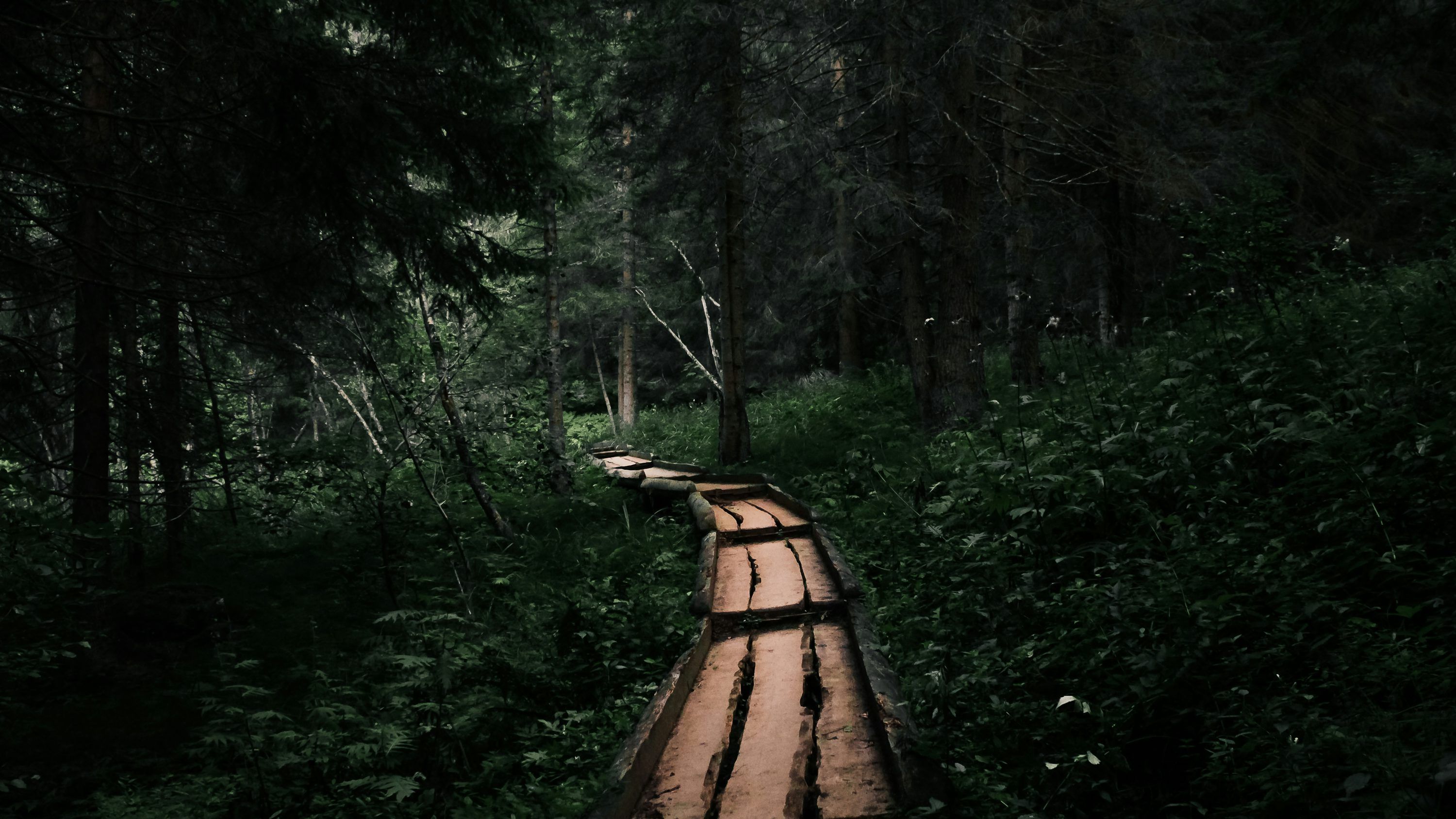 3000x1688 A wooden path in the middle of a forest photo