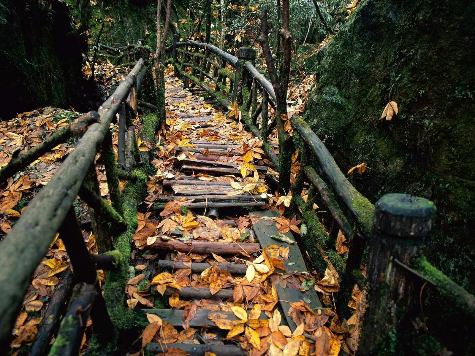 1600x1200 Rustic Leafy Path HD Wallpaperx1200