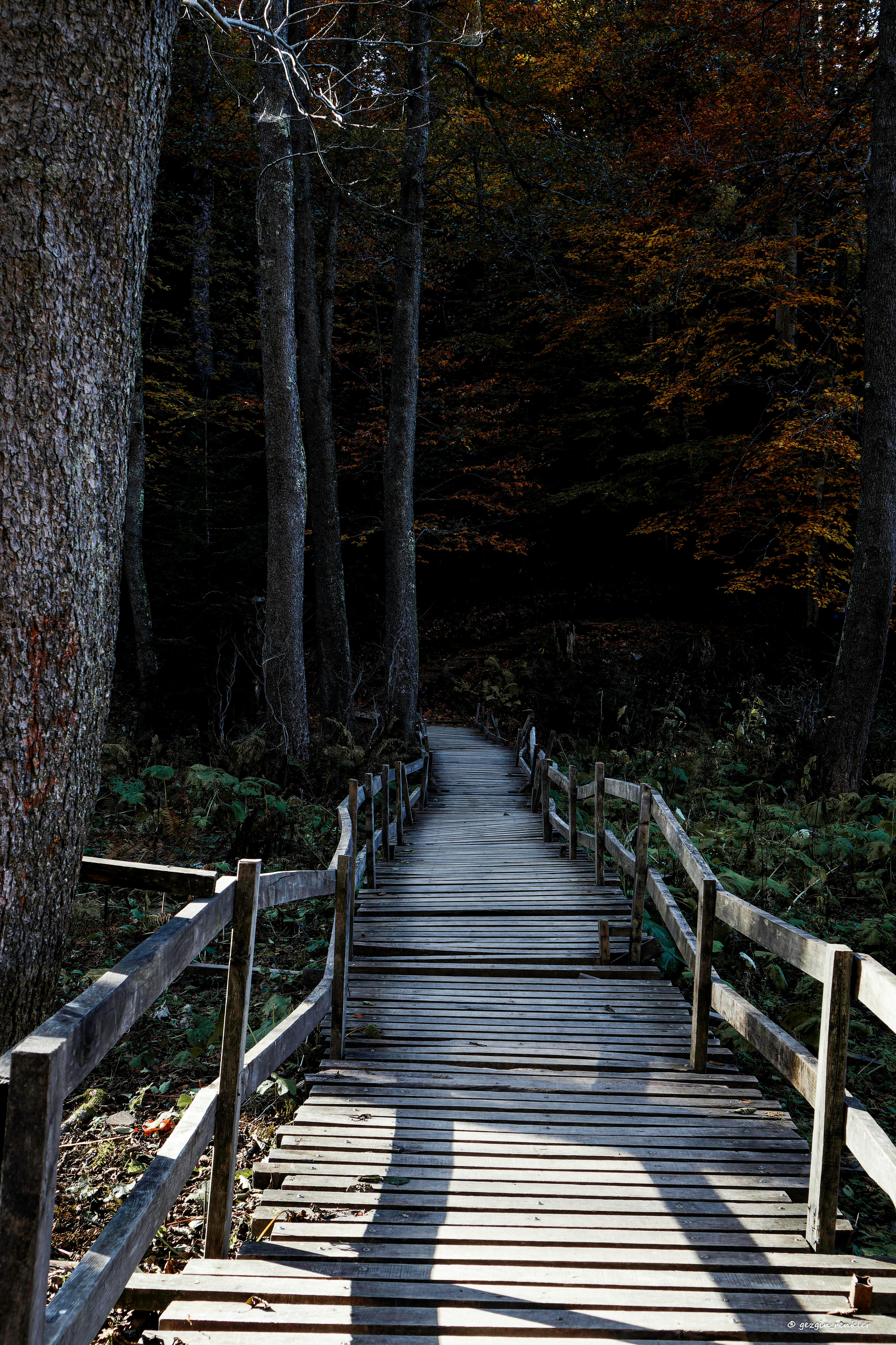 4000x6000 Wooden Boardwalk in a Forest · Free