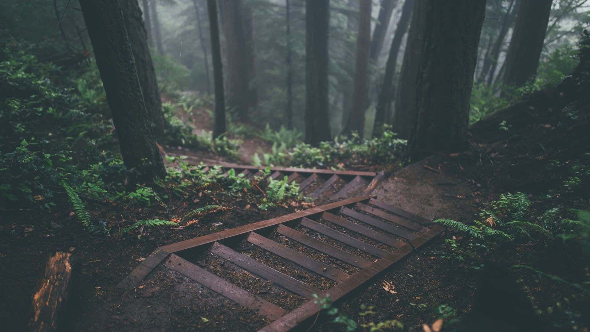 1920x1080 Download A Wooden Path In The Forest Wallpaper