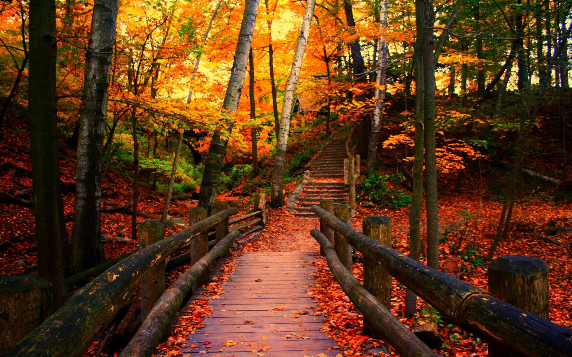 1920x1200 Autumn Pathway Through A Man Made Forest Park