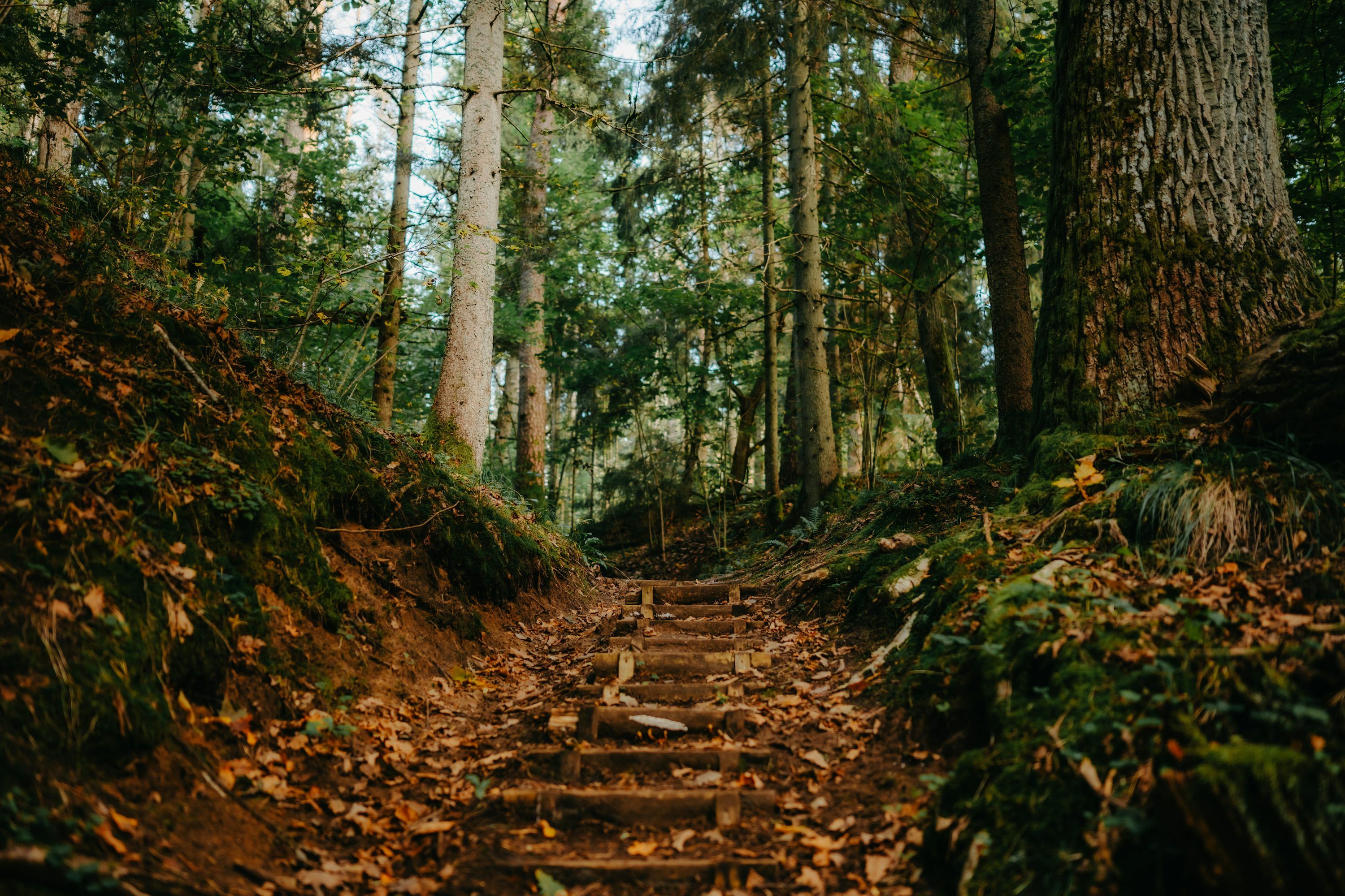 3000x2000 Wooden steps ascend through a sunlit, autumn forest path. photo