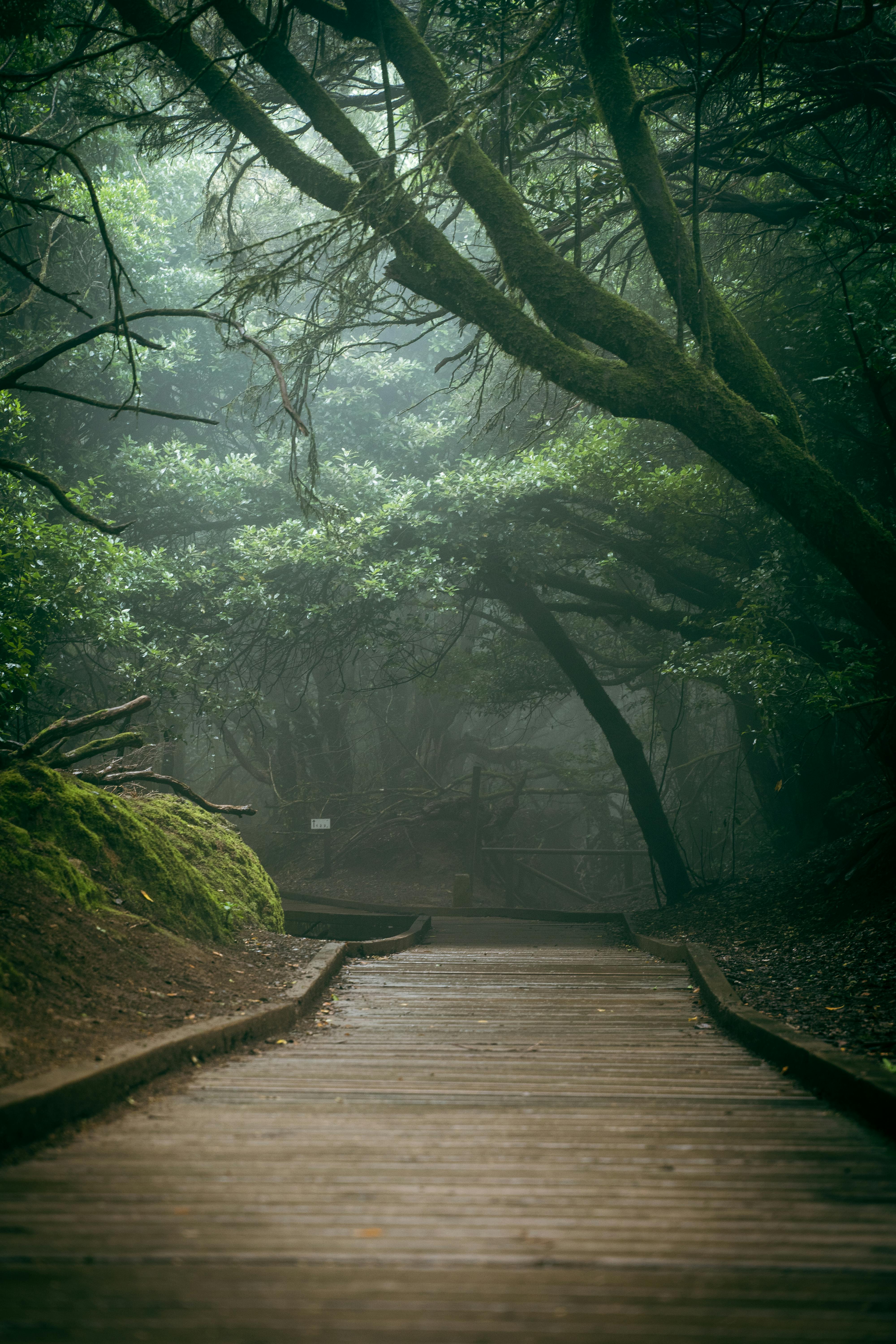 4000x6000 A Wooden Pathway in a Park · Free