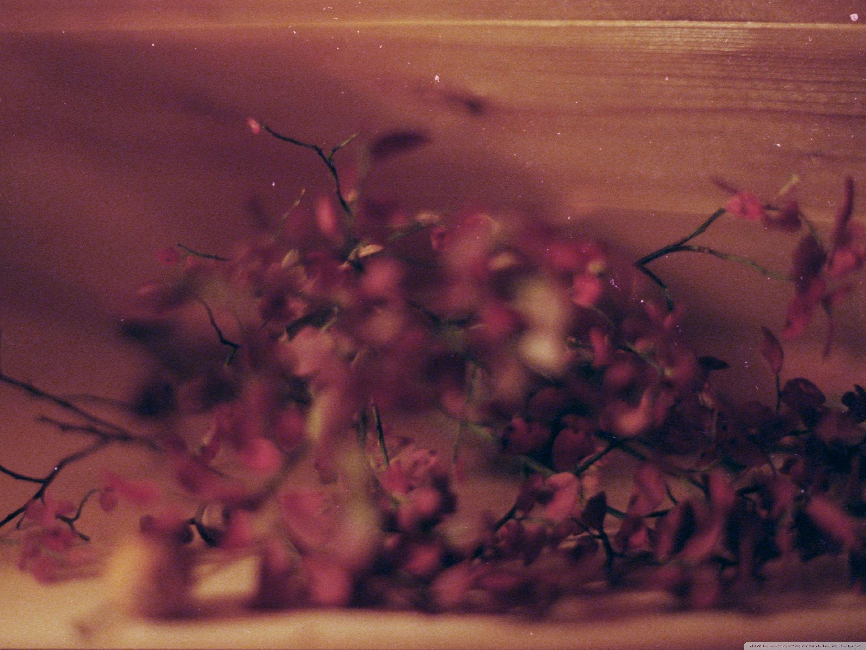 2800x2100 Dried Flowers Ultra HD Desktop Background Wallpaper for 4K UHD TV