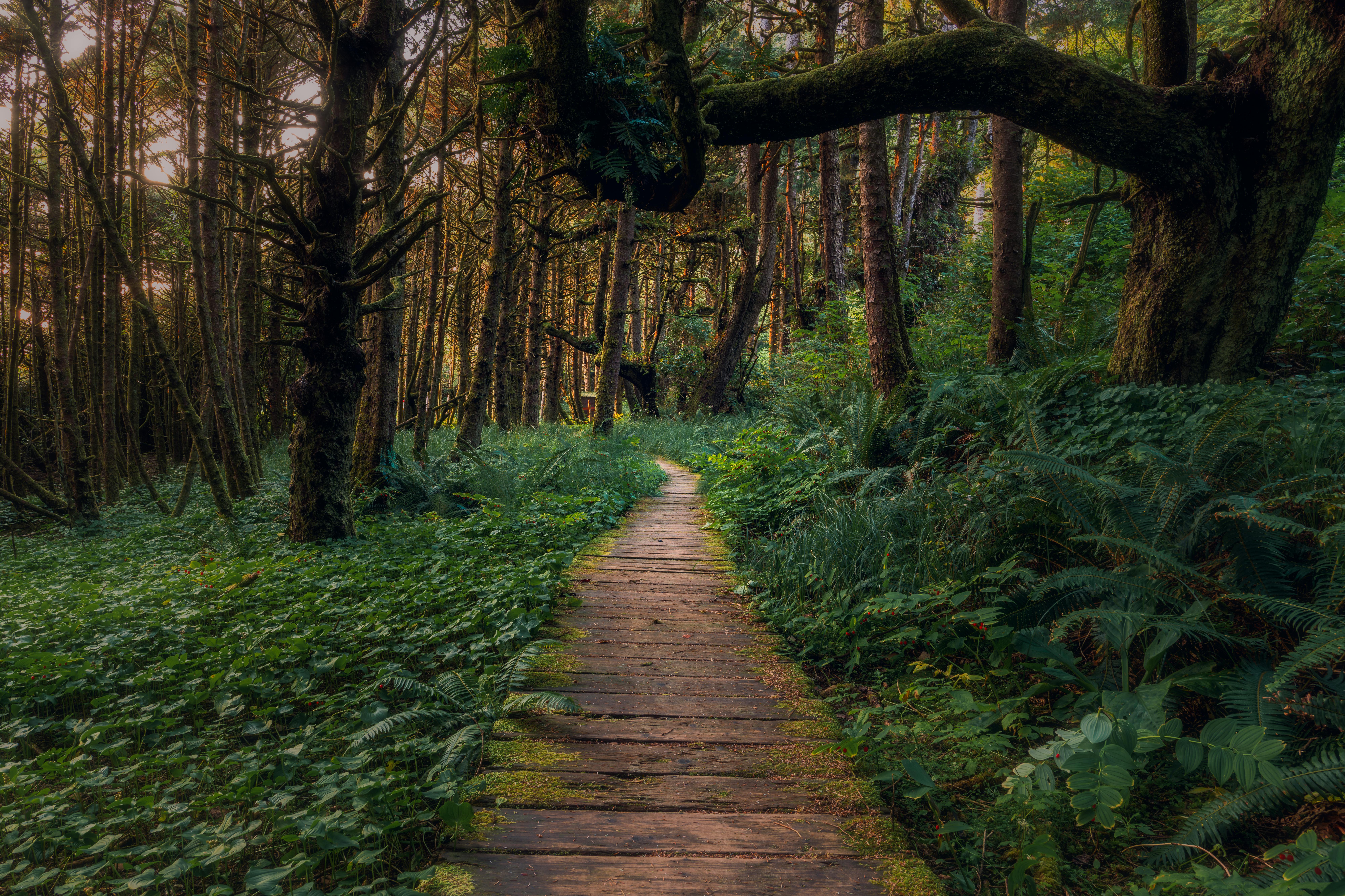 8008x5335 Brown Wooden Pathway in the Middle of Green Grass and Trees · Free