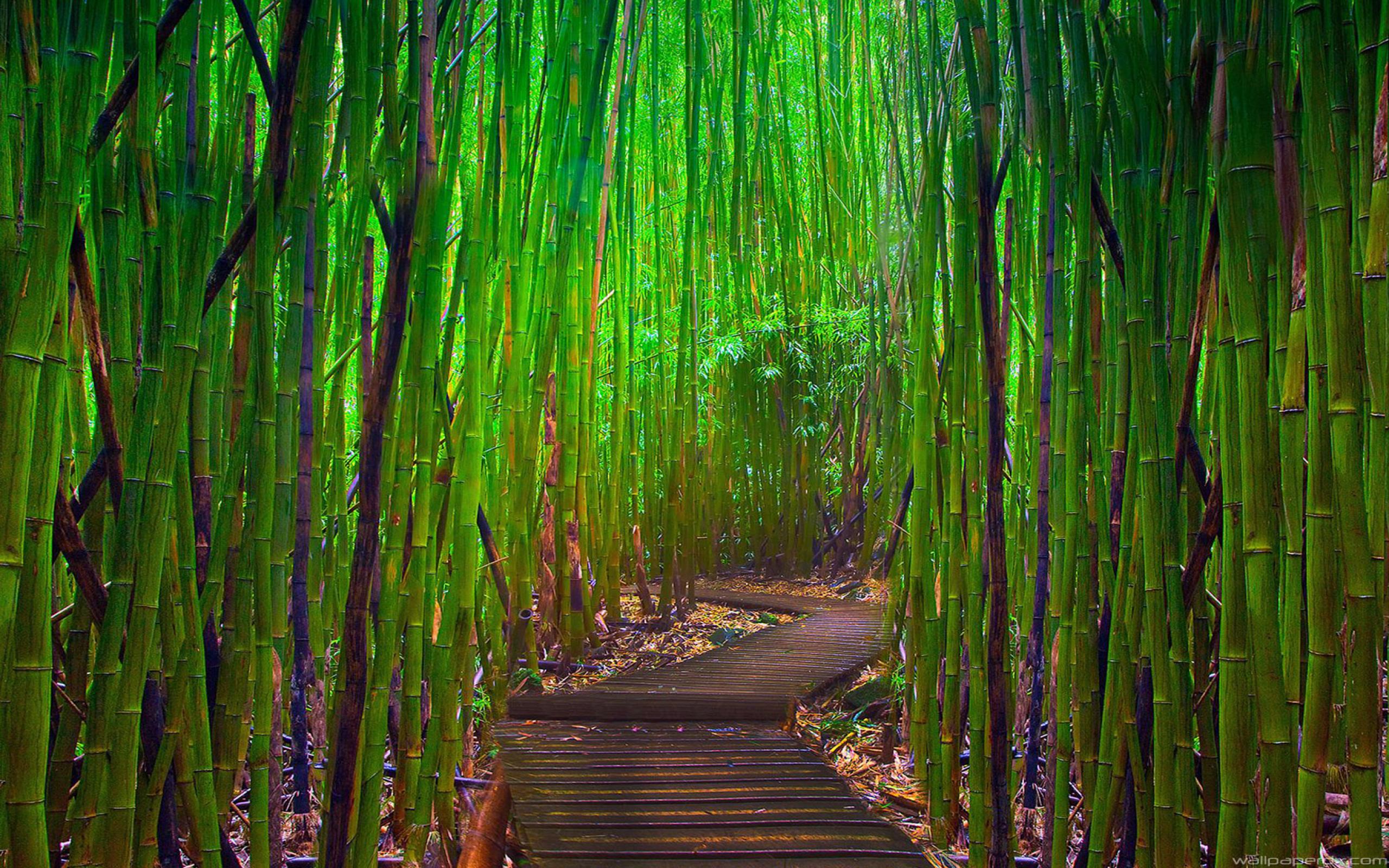 2560x1600 Wallpaper Brown Wooden Pathway in Between Bamboo Trees, Background Free Image