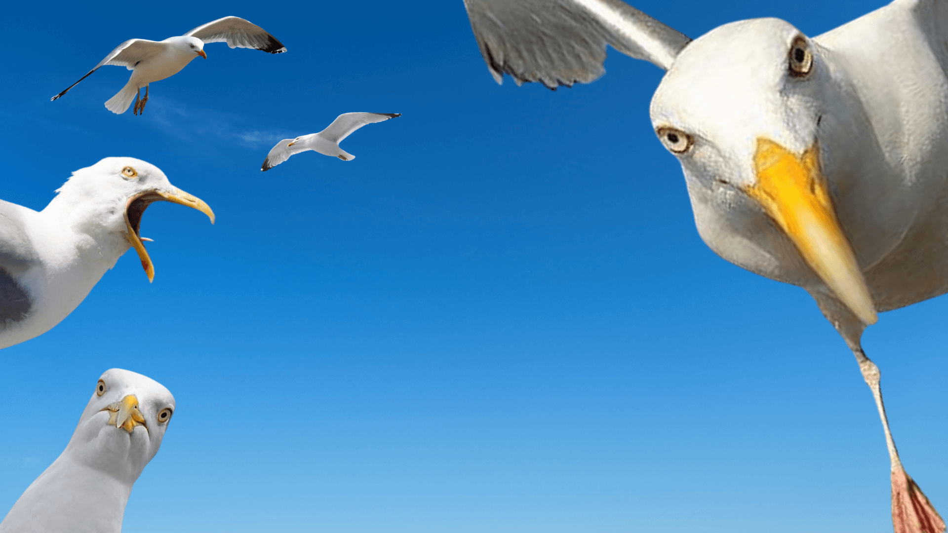 1920x1080 Funny Google Meet Background (Free Download 2026)