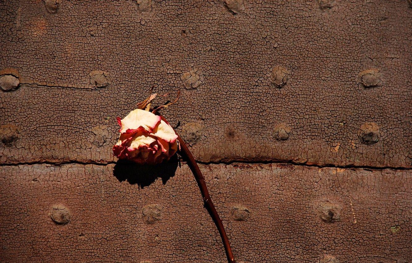 1332x850 Wallpaper rose, Withered, dried flower image for desktop, section