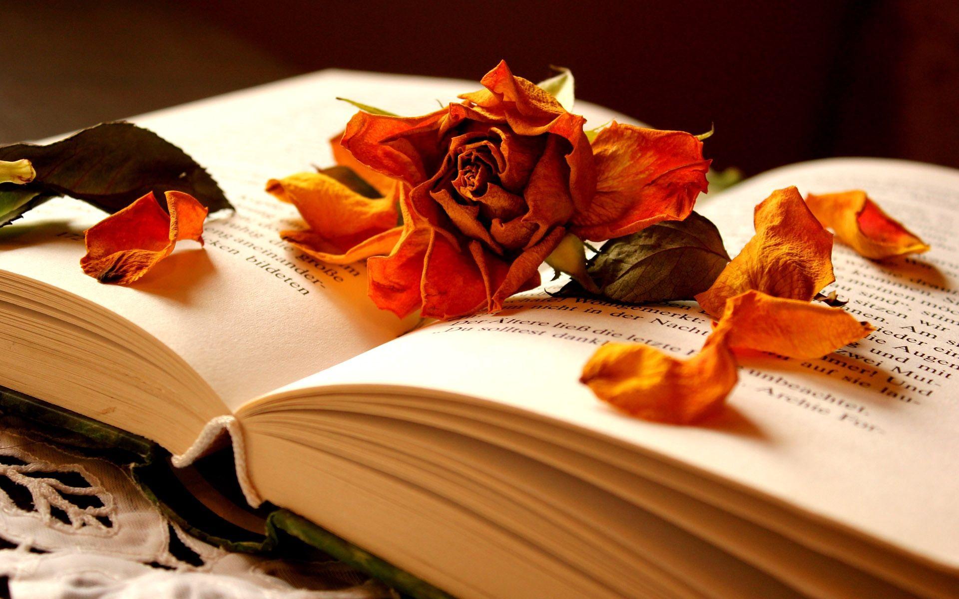 1920x1200 Download wallpaper 1920x1200 book, flower, rose, dry, petals HD