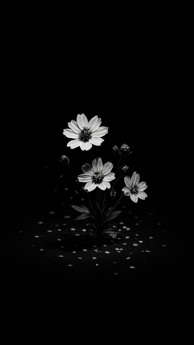 800x1422 Black Background Wallpaper Image Wallpaper
