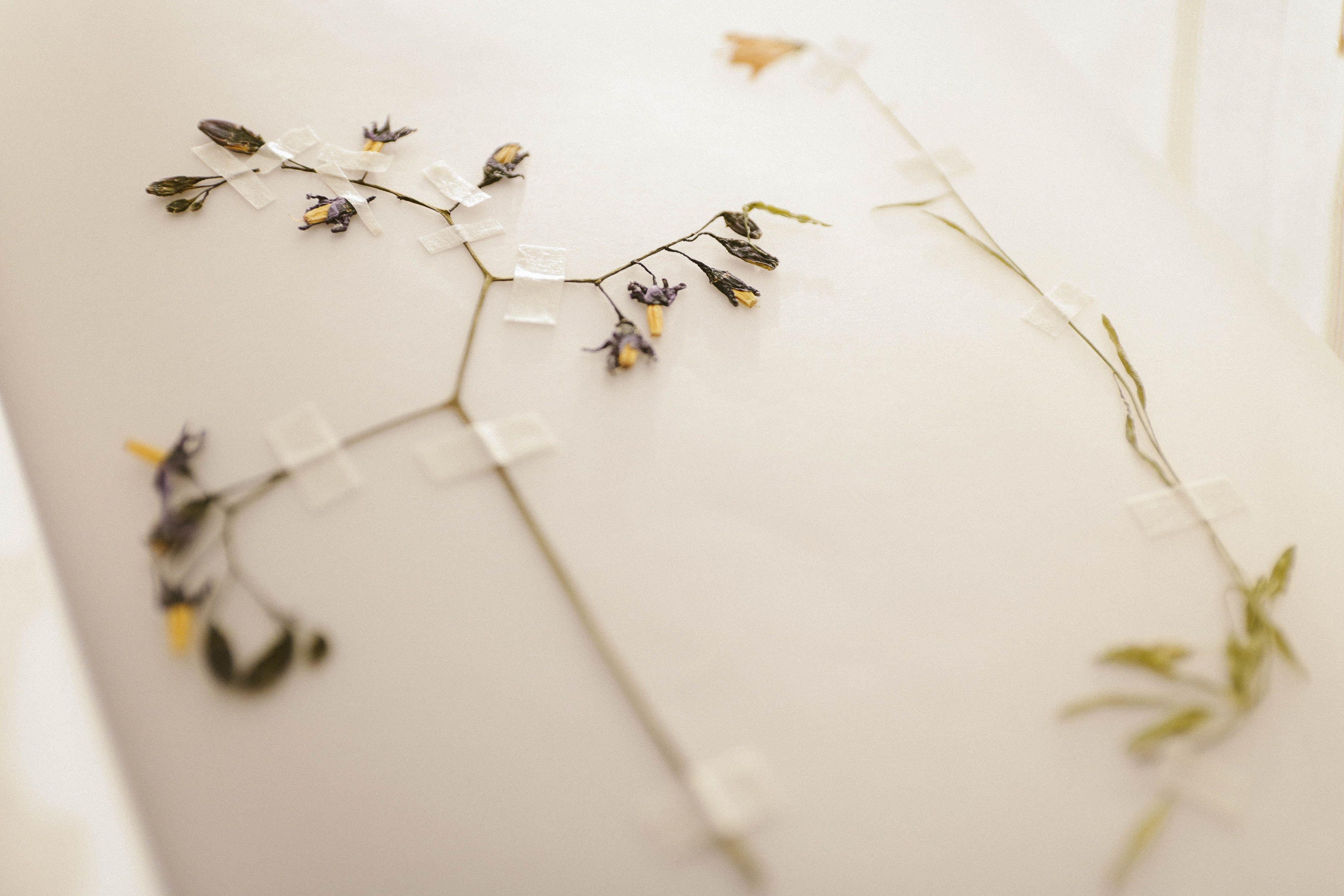3984x2656 Dried Flowers · Free