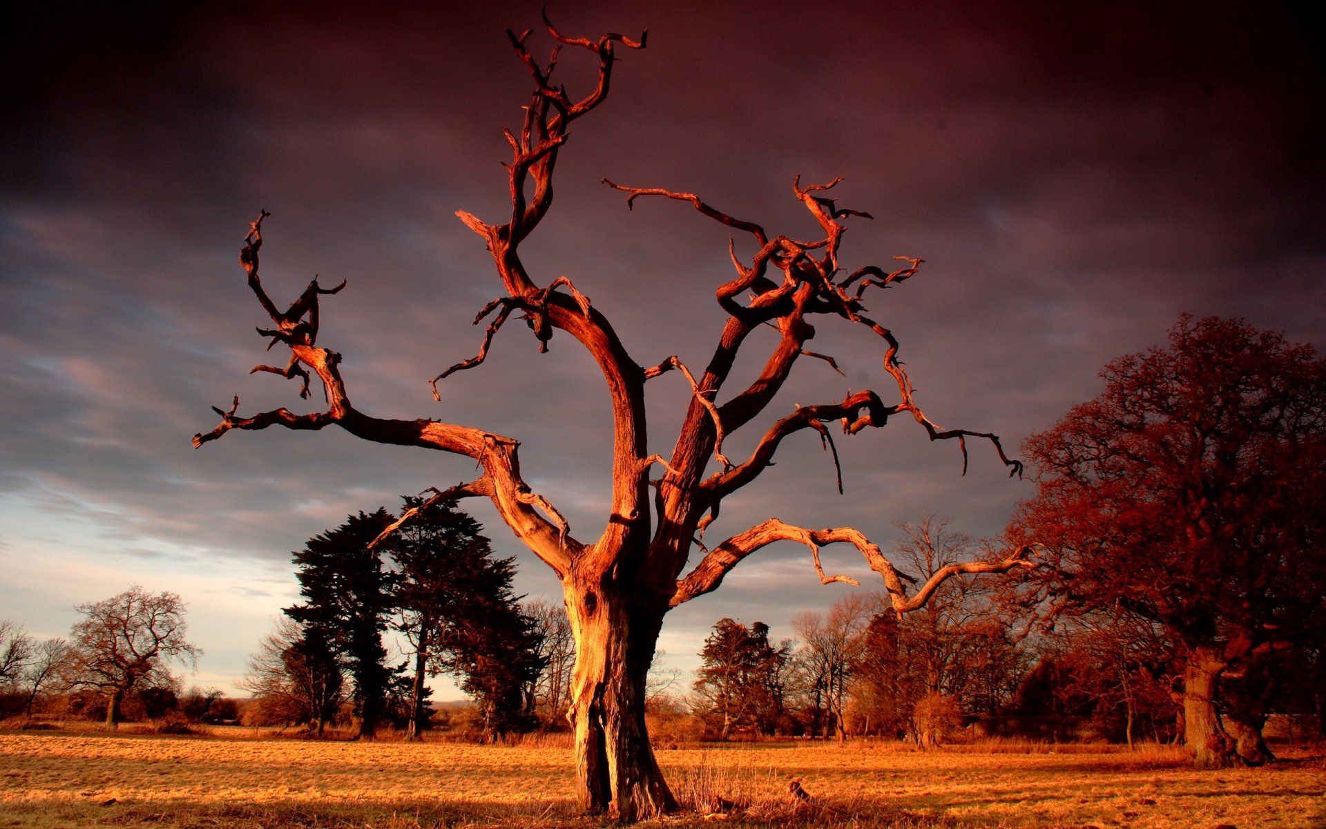Tree Sentinel Wallpapers - Top Free Tree Sentinel Backgrounds ...