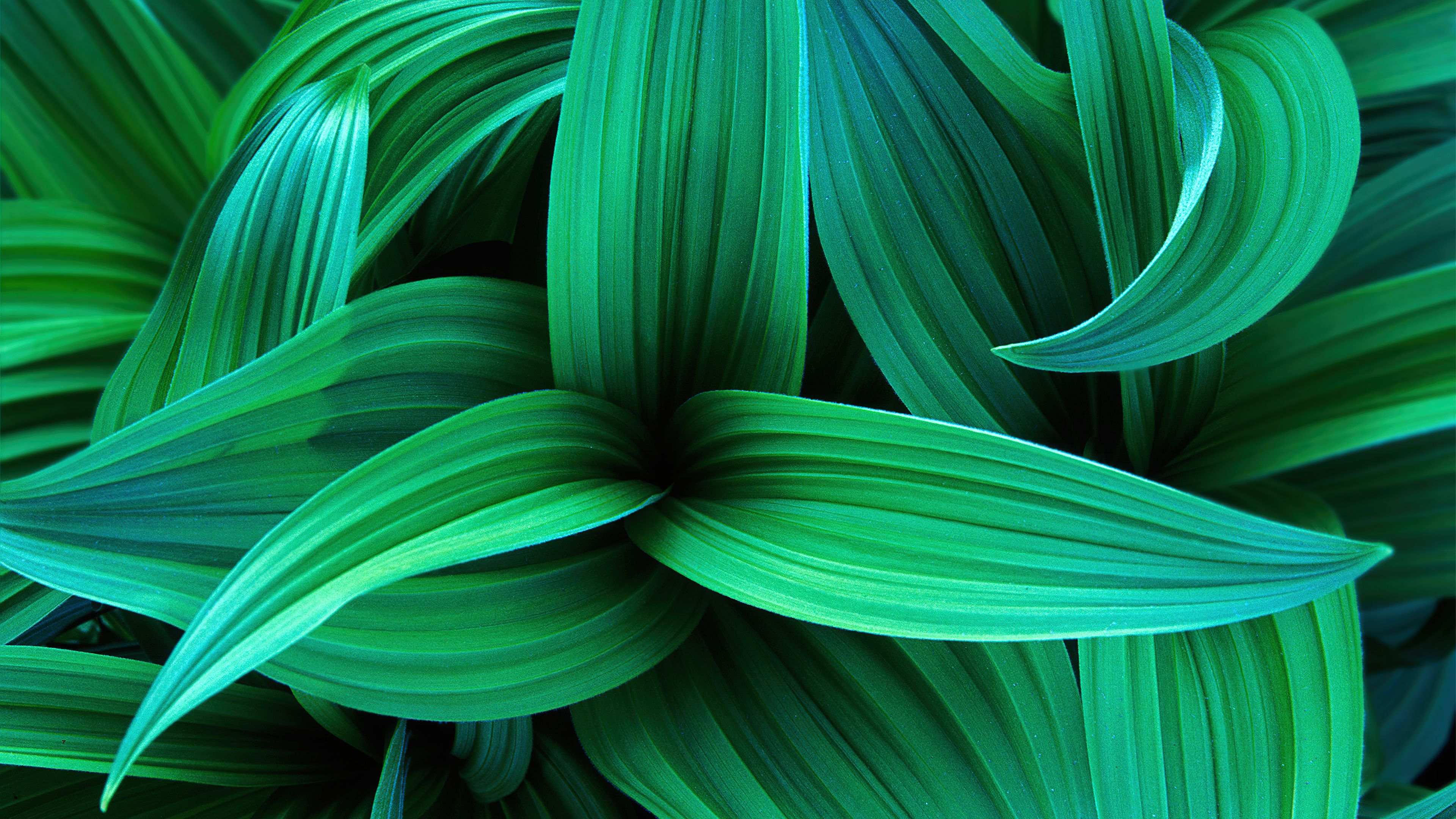 3840x2160 Green leaves Wallpaper 4K, Windows Stock, Plant