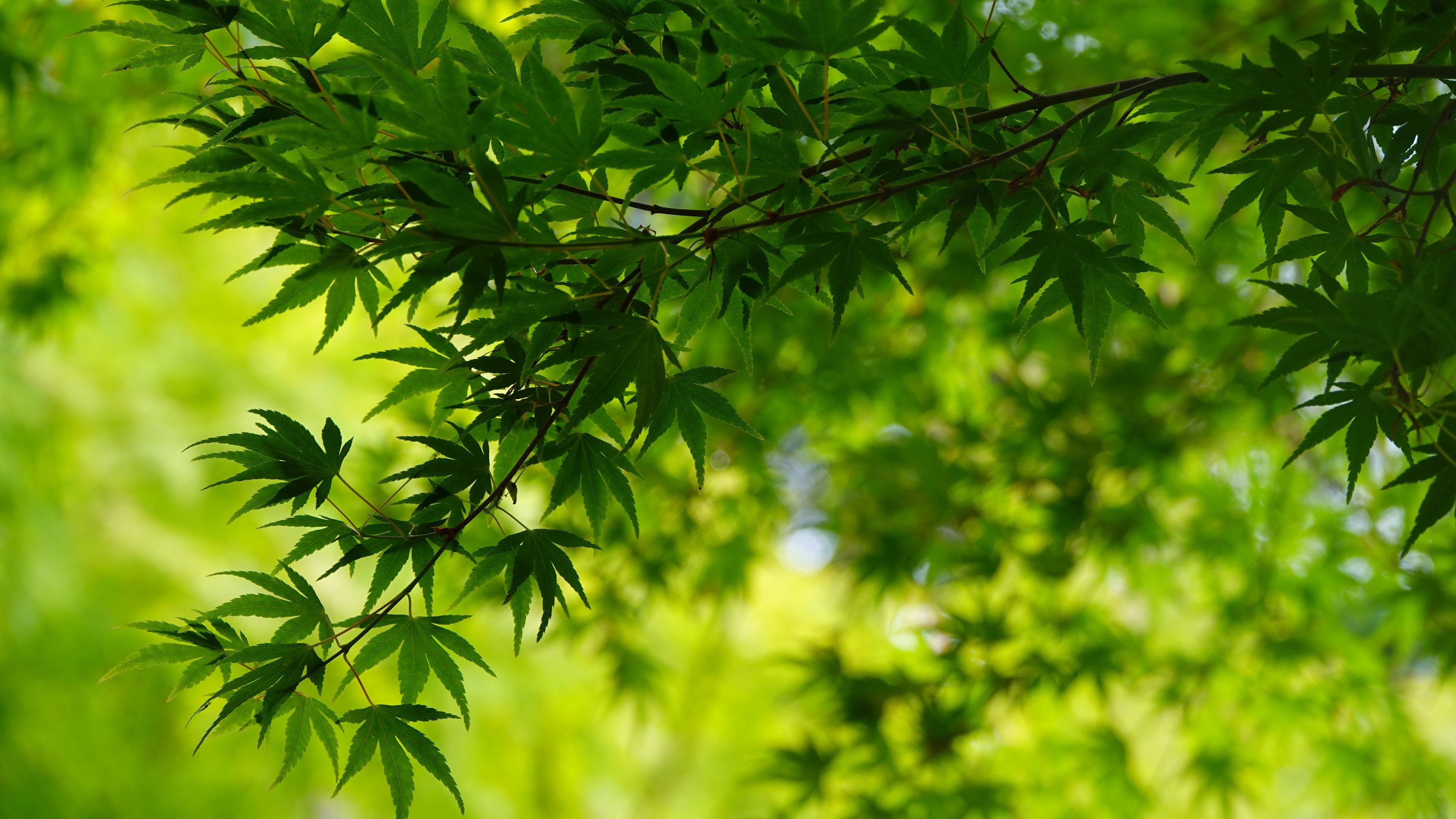 3840x2160 Green Leafed Trees Branches In Blur Green Leaves Background 4K HD Nature Wallpaper