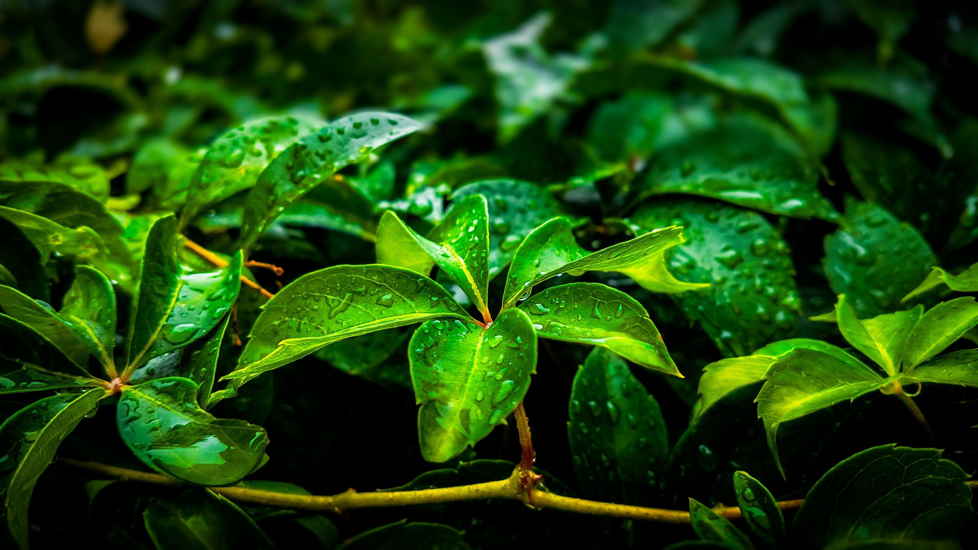 3840x2160 Green Leaves 4k Wallpaper