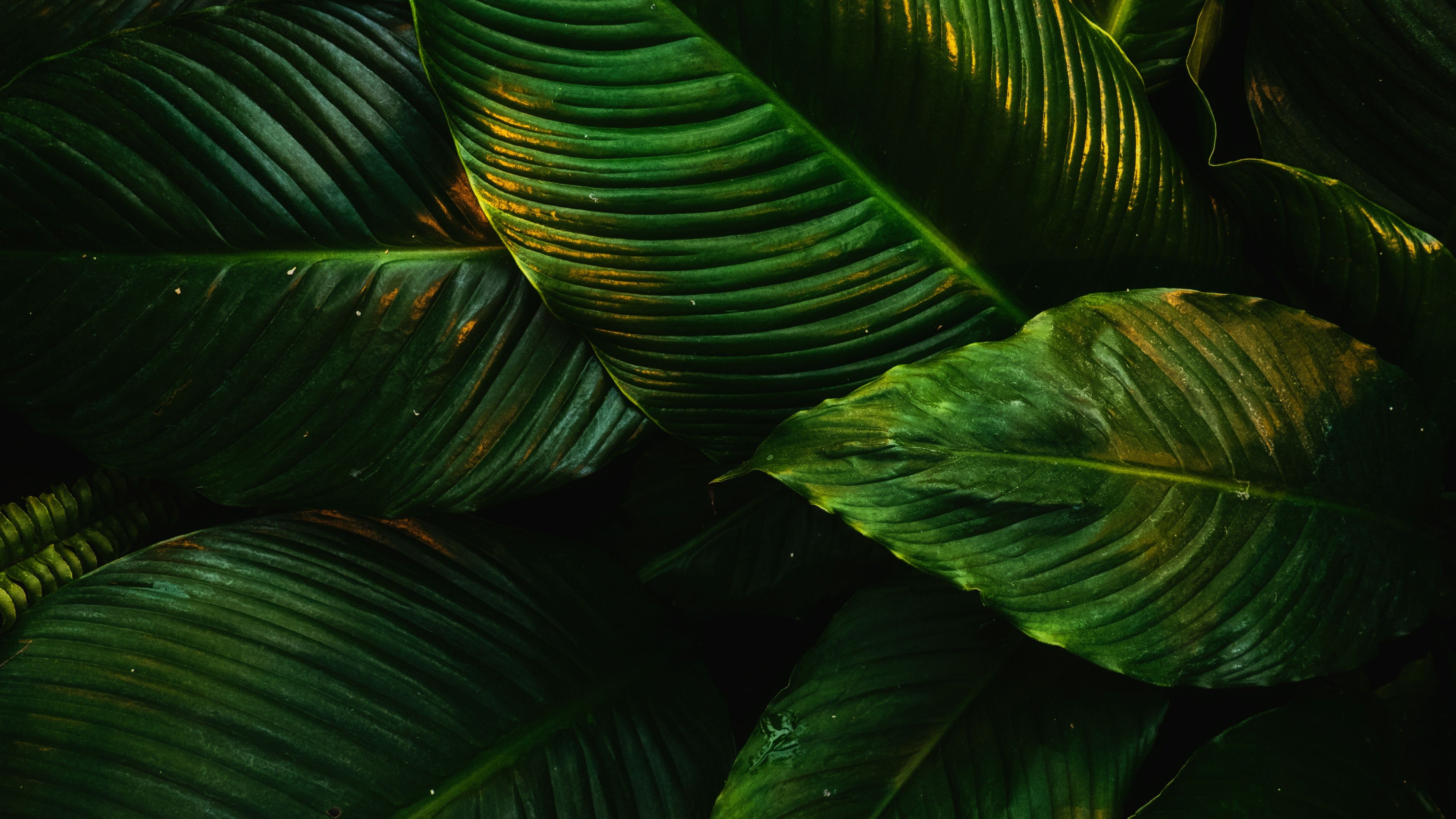 3840x2160 Tropical Wallpaper 4K, Green leaves, Plant, 5K