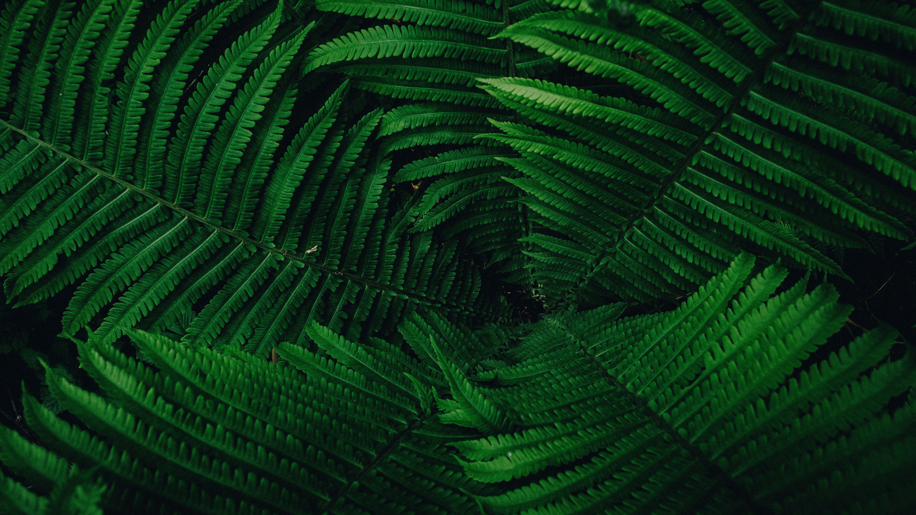 3840x2160 Download wallpaper 3840x2160 plant, leaves, green 4k uhd 16:9 HD background