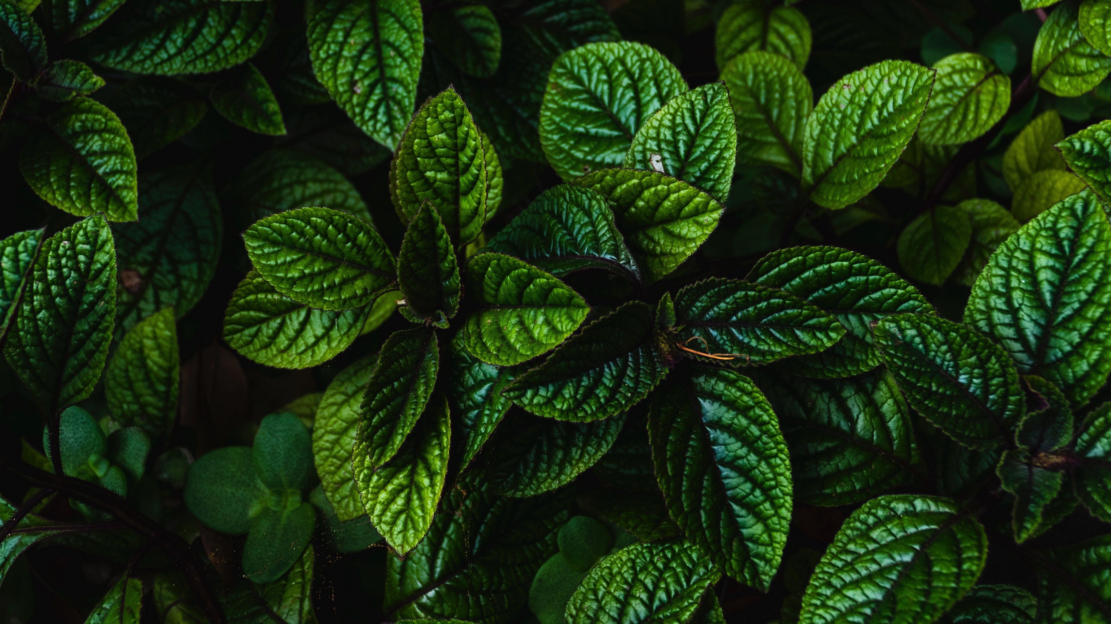 3840x2160 Vivid green leaves