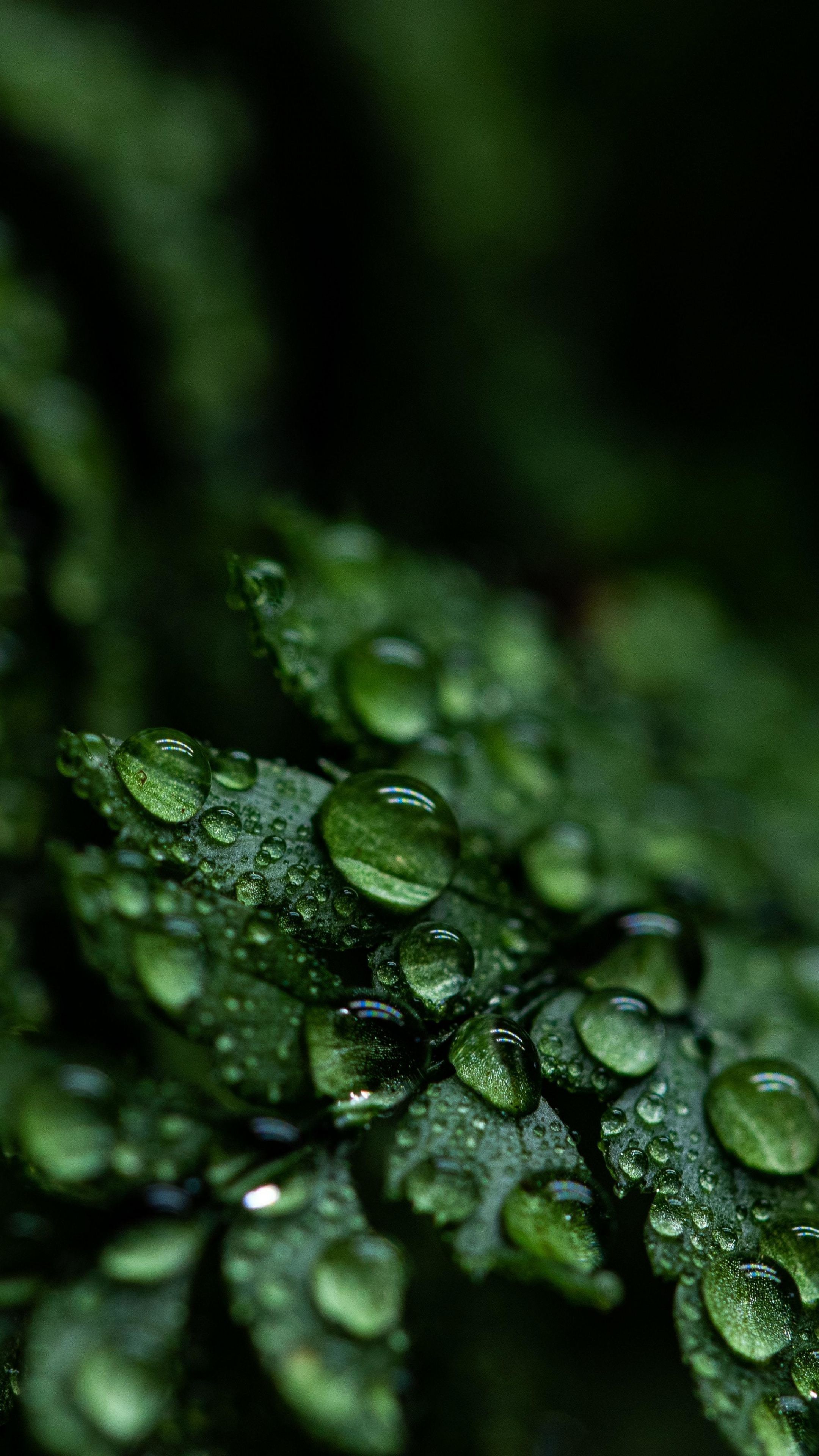 2160x3840 Green Leaf Wallpaper