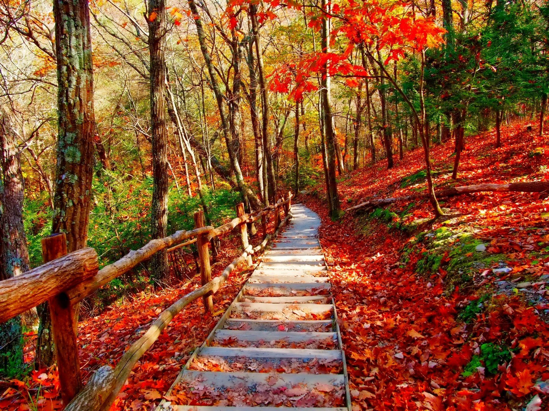 1920x1440 Autumn Forest Pathway HD Wallpaperx1536
