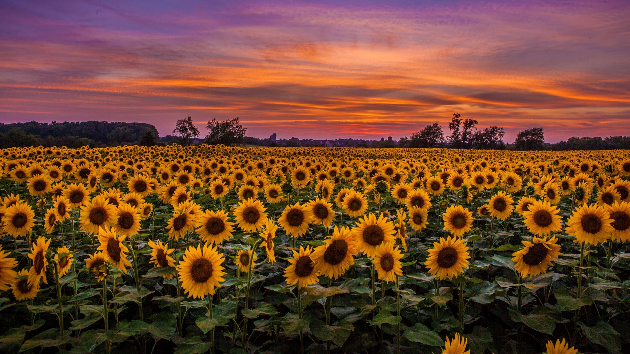 2048x1152 Download wallpaper 2048x1152 sunflowers, field, sunset, sky, clouds ultrawide monitor HD background