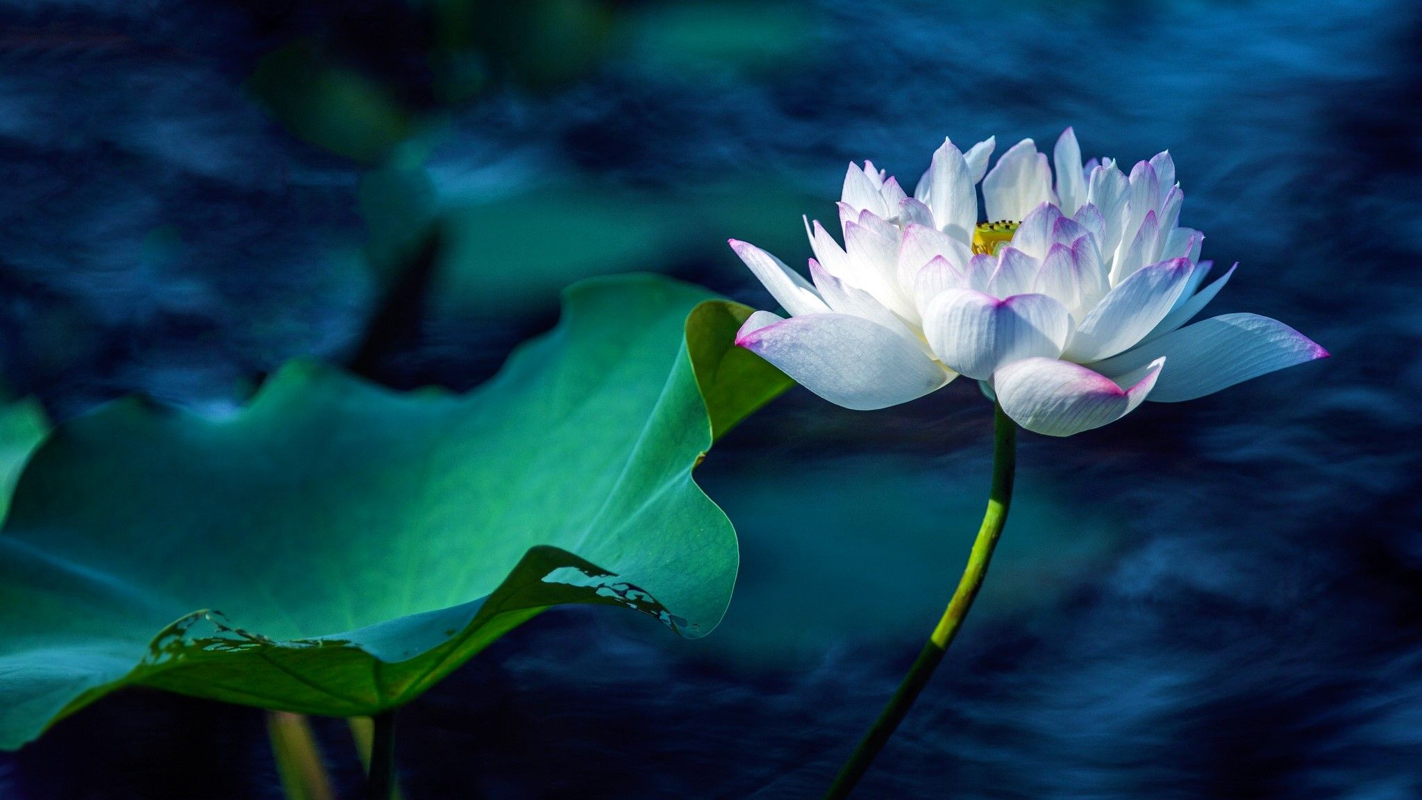 2048x1152 Serene Macro White Lotus