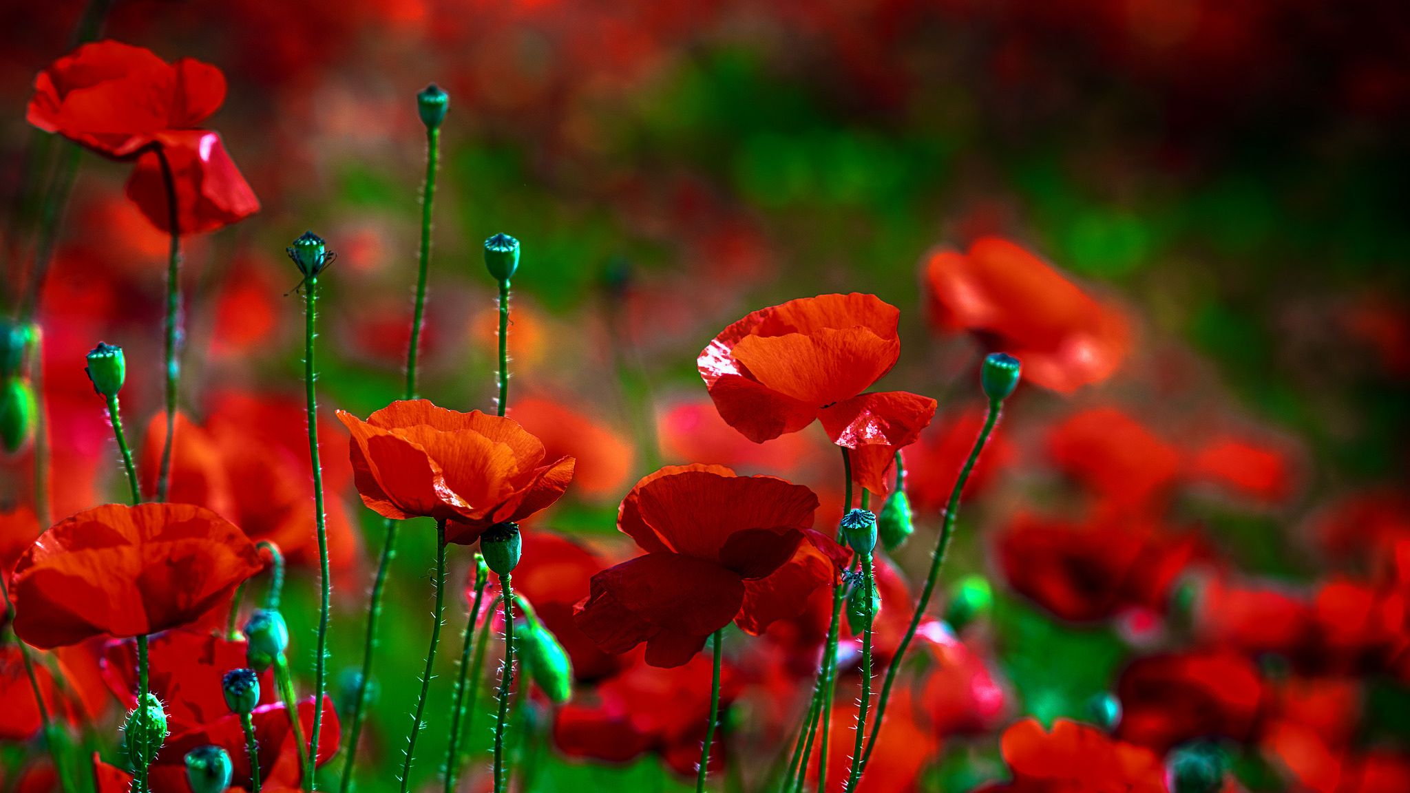 2048x1152 Wallpaper flowers, red, Mac, flower for mobile and desktop, section цветы, resolution 2048x1152