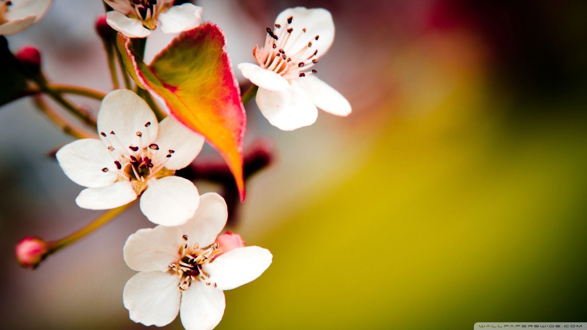 2048x1152 Flower 4K UHD Wallpaper for UltraHD Desktop and TV : Smartphone and Tablet Devices