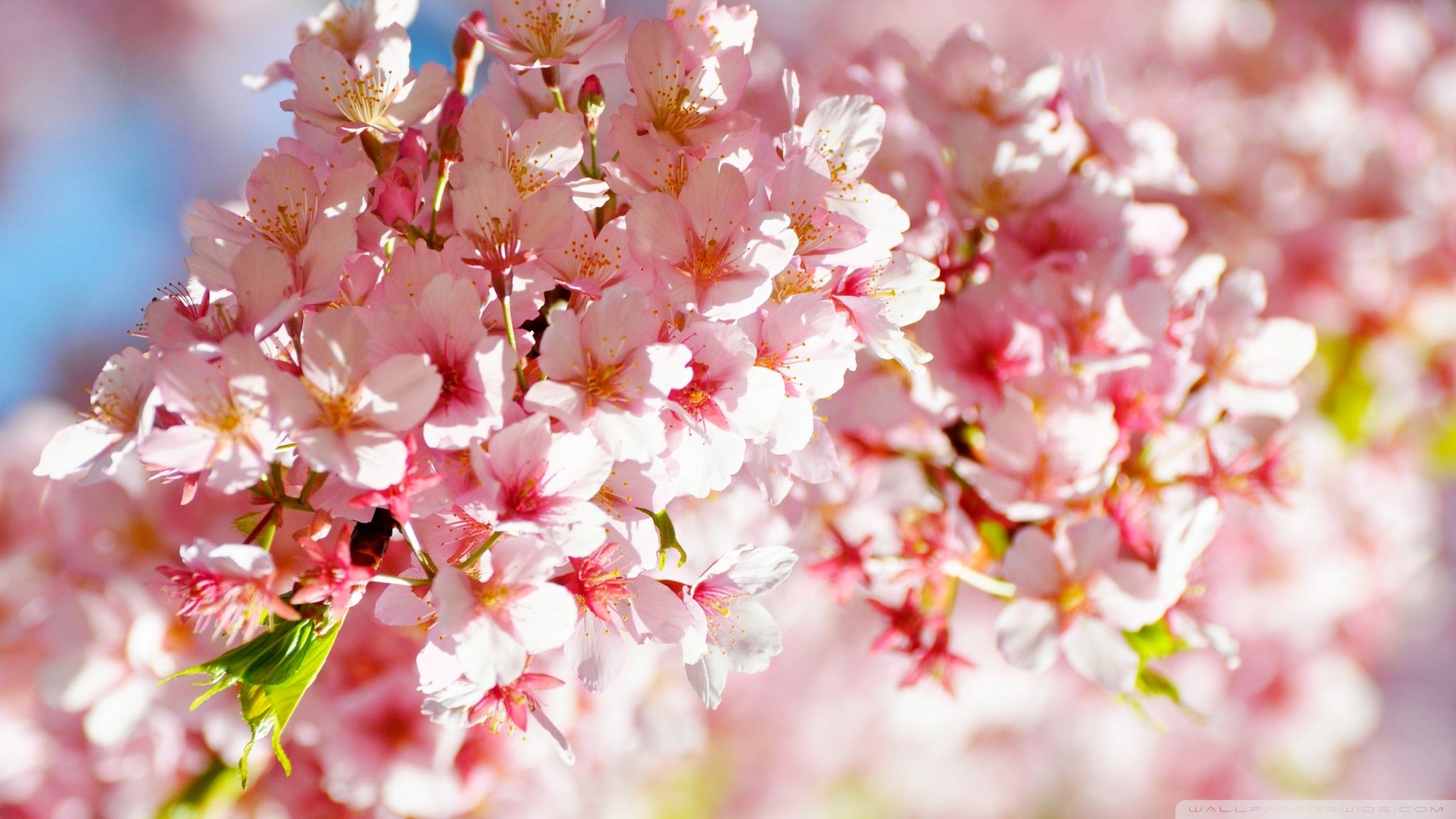 2048x1152 Sakura Flowers 4K UHD Wallpaper for UltraHD Desktop and TV : Widescreen and UltraWide Display : Smartphone and Tablet Devices