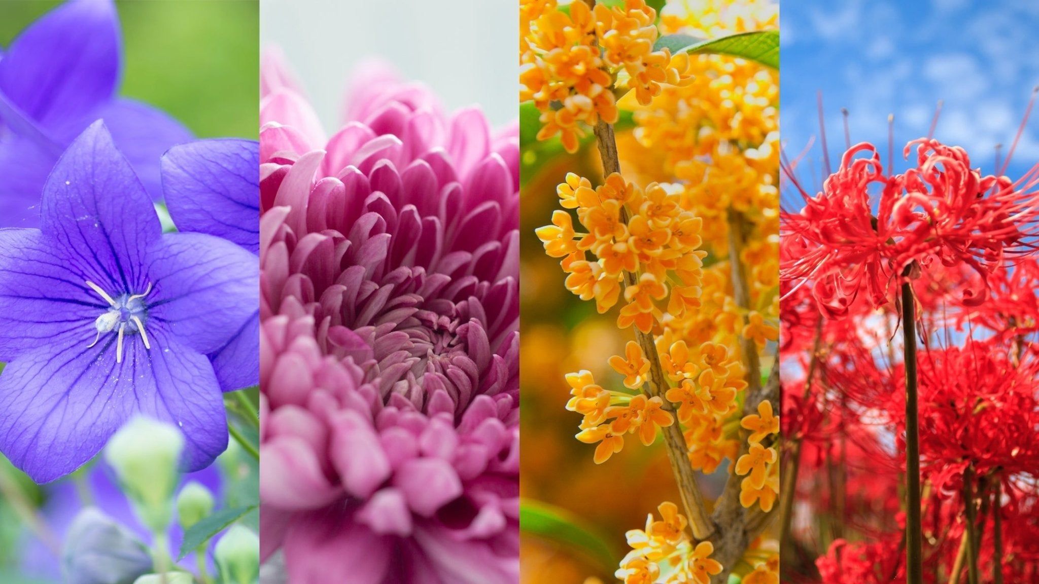 2048x1152 Autumn's Embrace: The Warm Hues of Japan's Fall Flowers