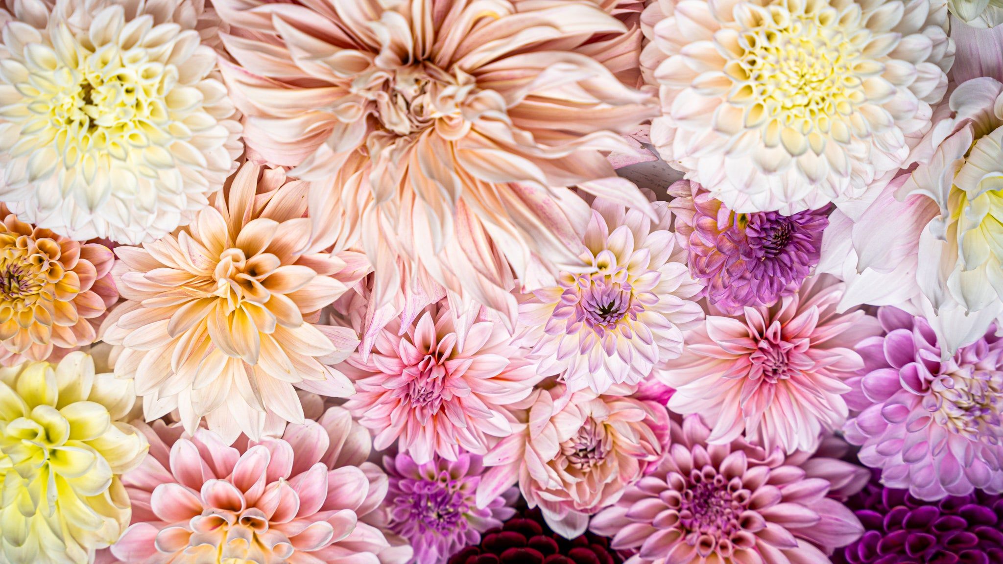2048x1152 Shop Dahlia Tubers