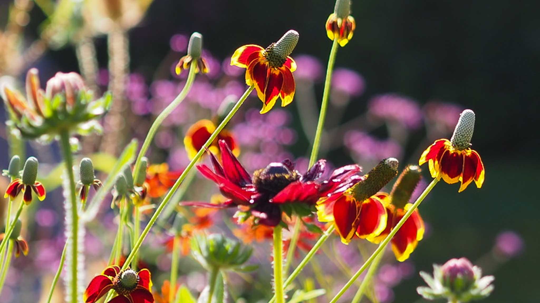 2048x1152 NEW SERIES Part 1: How to Grow Your Most Colourful Summer Ever