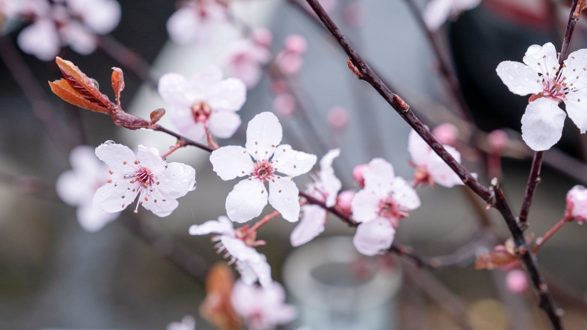 2048x1152 Cherry Trees in PDX