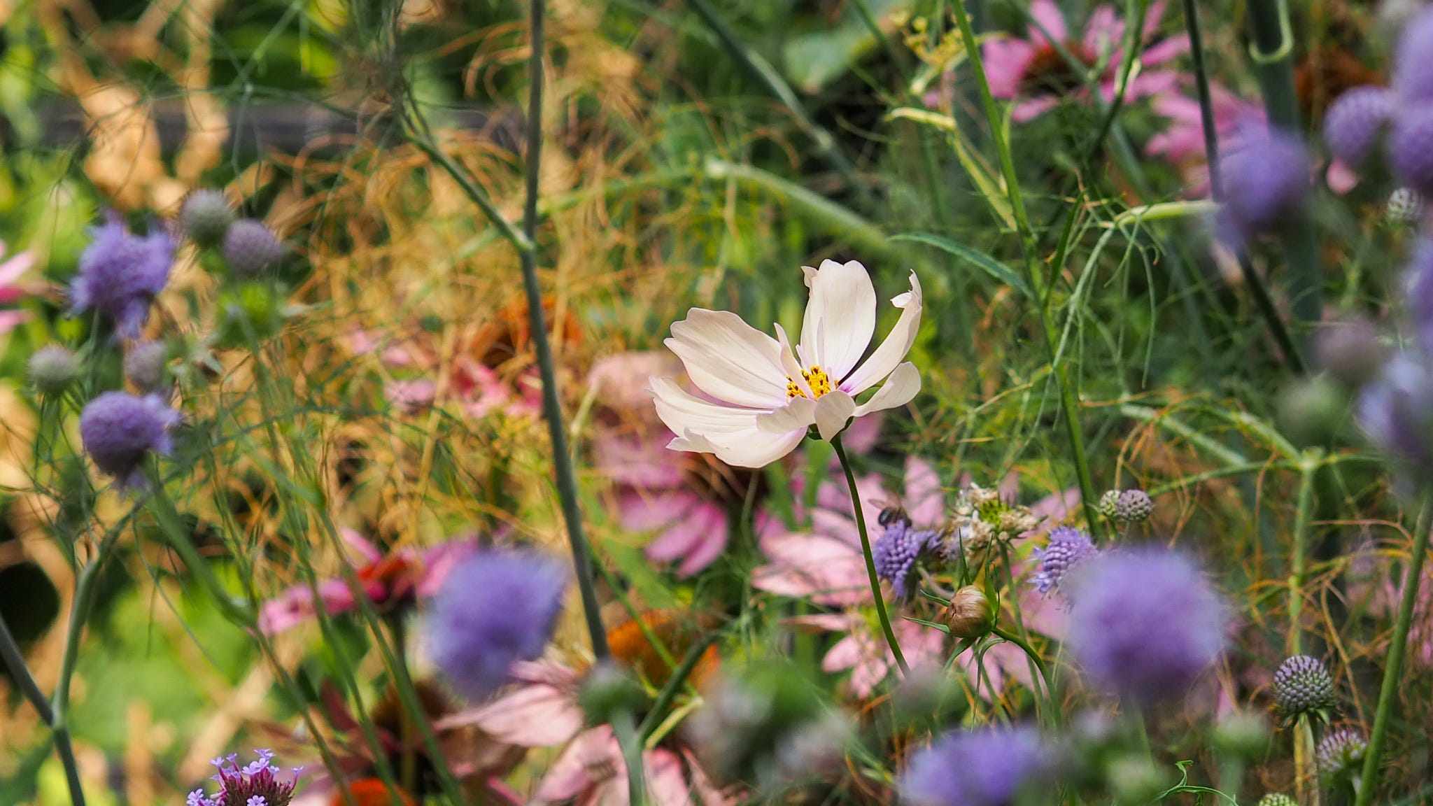 2048x1152 NEW SERIES Part 1: How to Grow Your Most Colourful Summer Ever