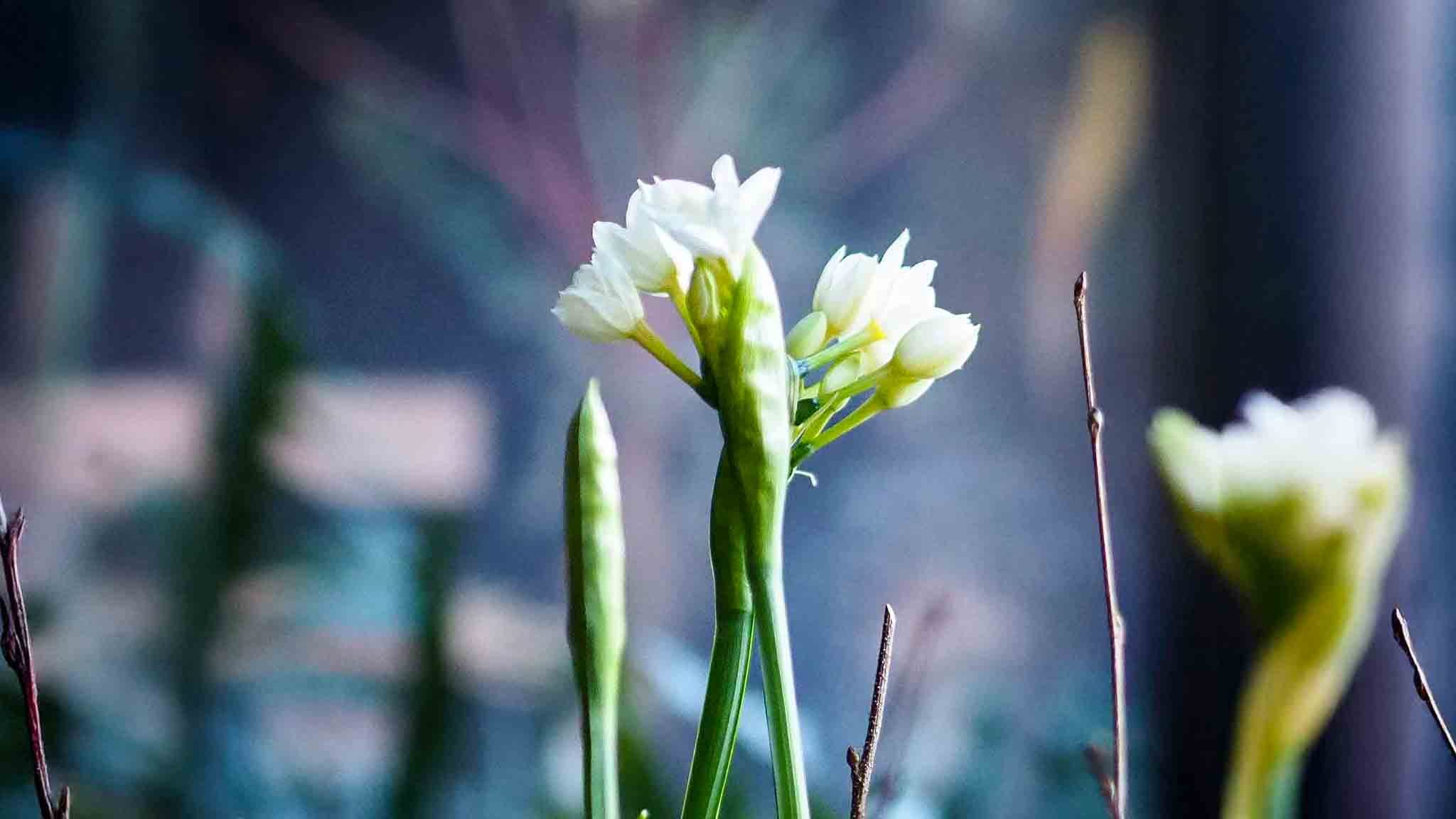 2048x1152 The Joy of Winter Blooms: A Slightly Obsessive Guide to Growing Amaryllis and Paperwhites