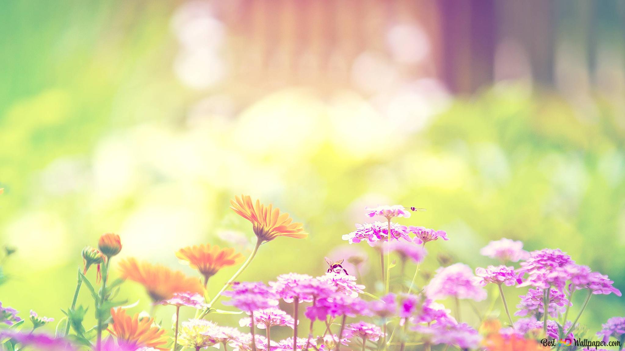 2048x1152 Spring background 2K wallpaper download