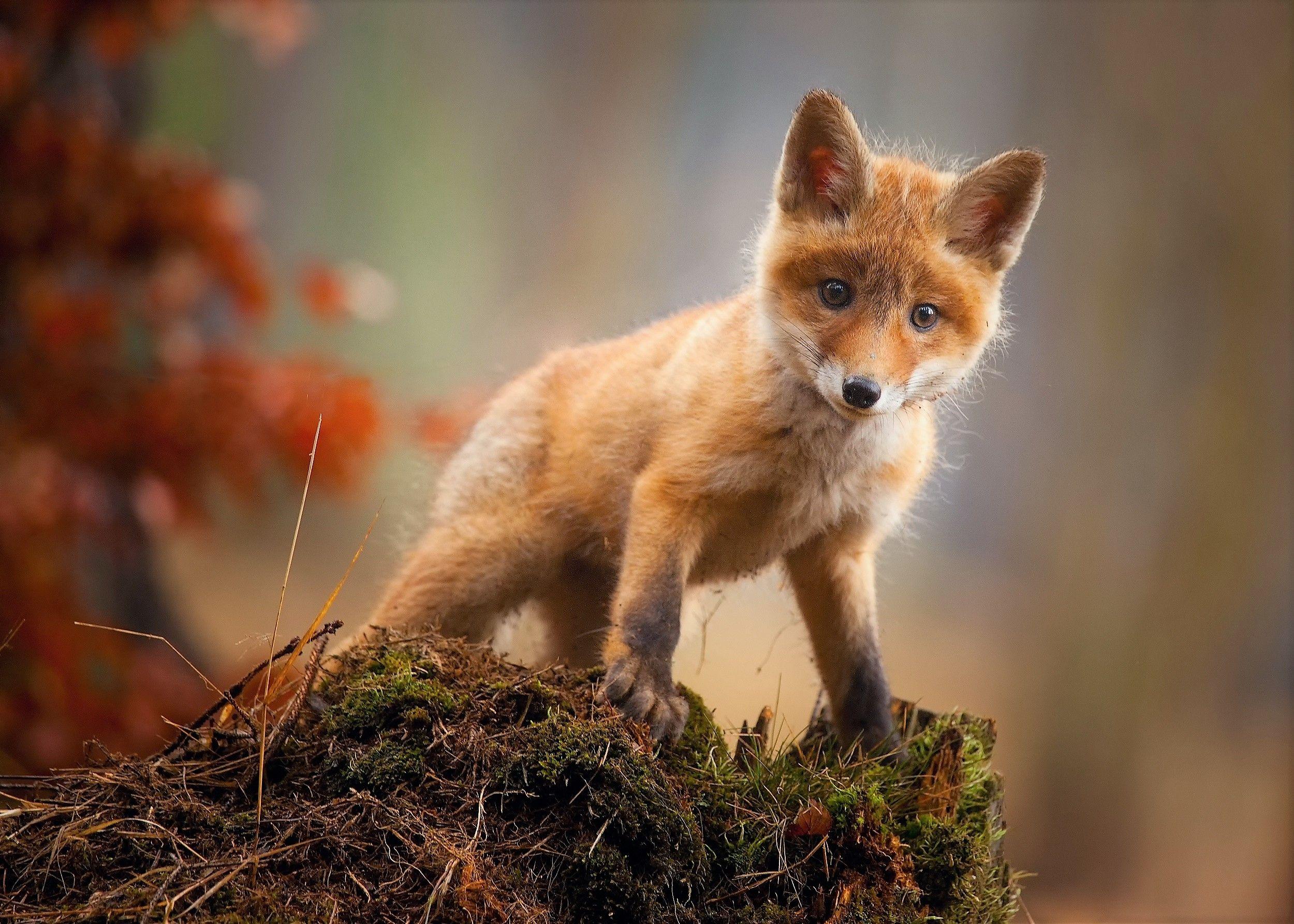 2500x1786 Fox Cub Baby Animal Cute Hd, HD Animals, 4k Wallpaper, Image