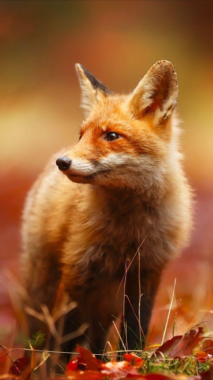 750x1334 Red Fox Wallpaper iPhone
