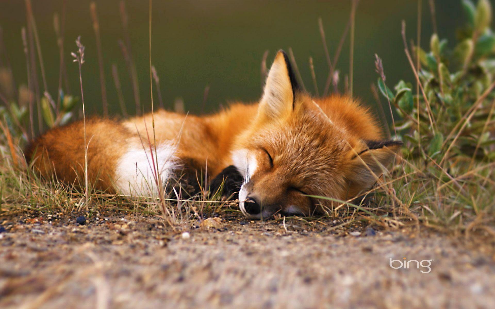1920x1200 Red Fox Wallpaper Awesome Cute Fox Wallpaper Ideas