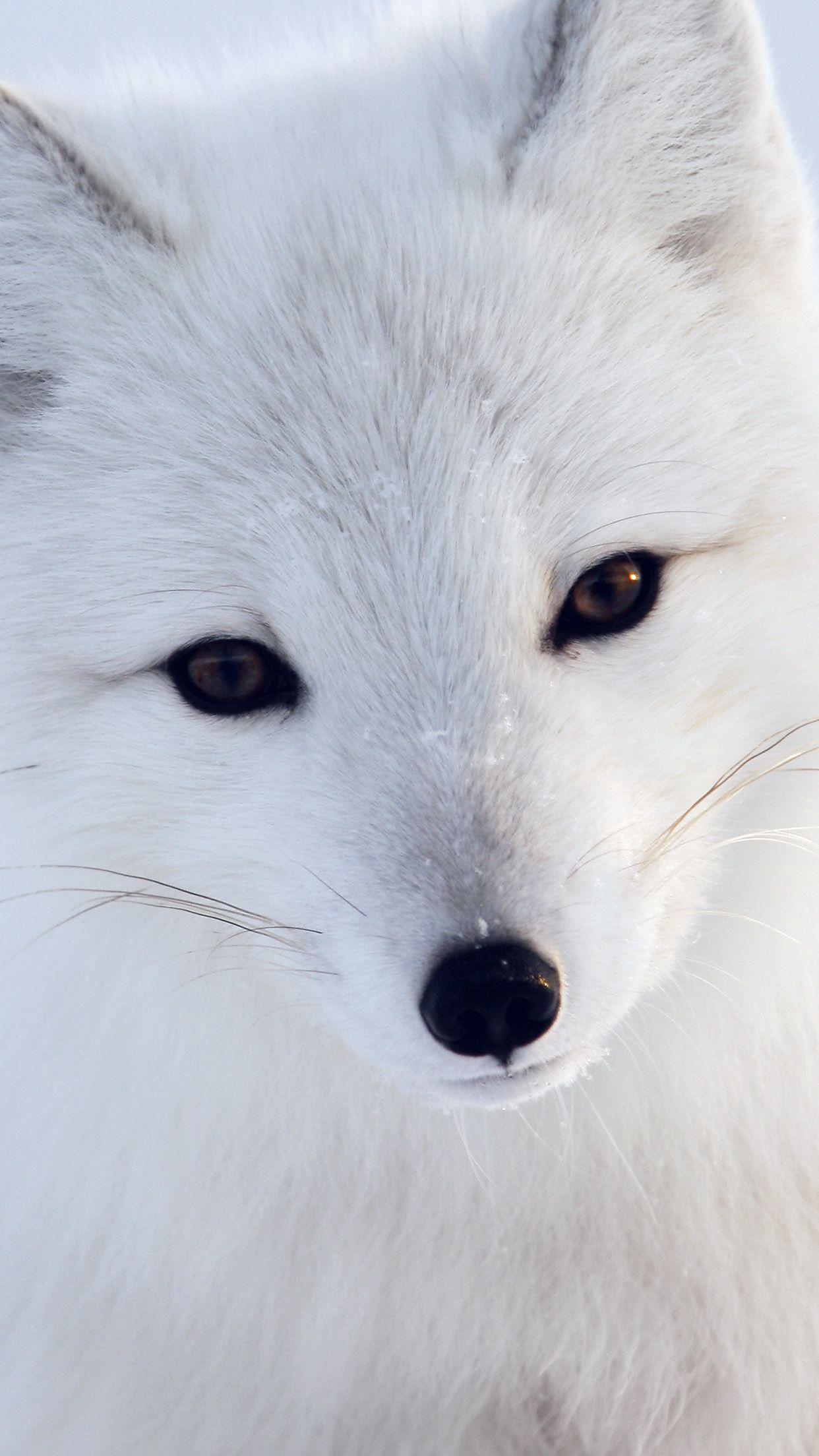 1242x2208 Artic Fox White Animal Cute