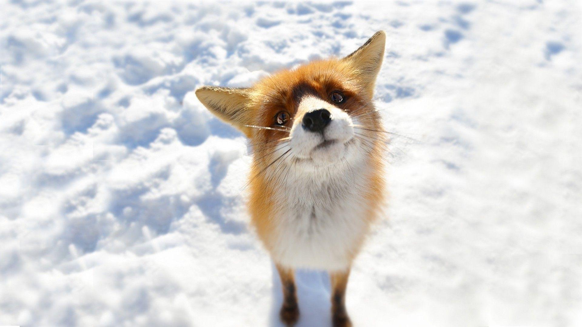 1920x1080 Fox wallpaperx1080