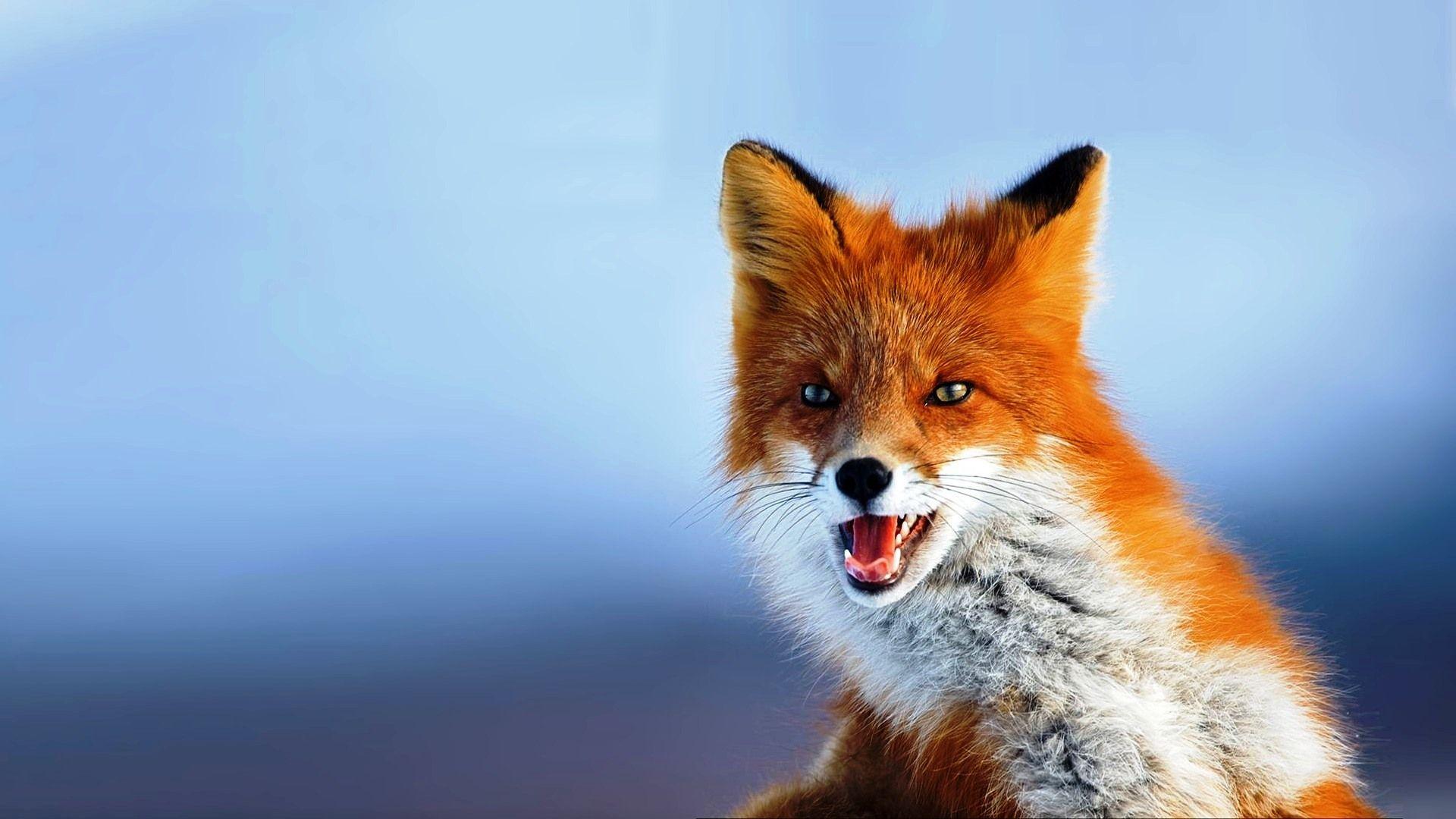 1920x1080 HD Wallpaper Of A Cute Looking Fox