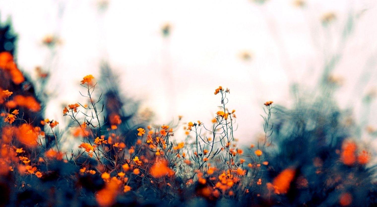 1520x837 Pin By Hannah The Fox On Aesthetics Mac Wallpaper