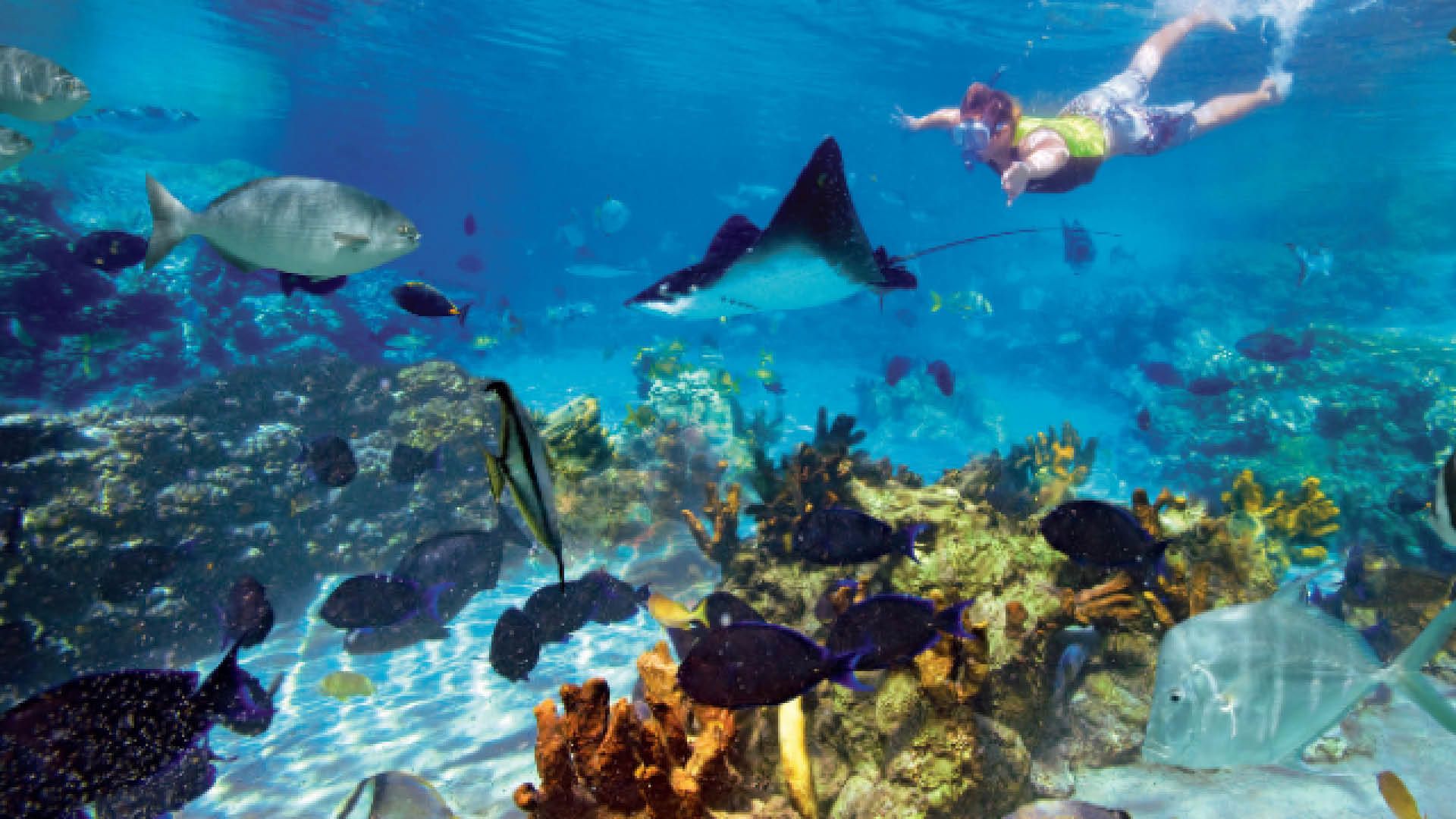 1920x1080 Discovery Cove. Club WyndhamClub Wyndham