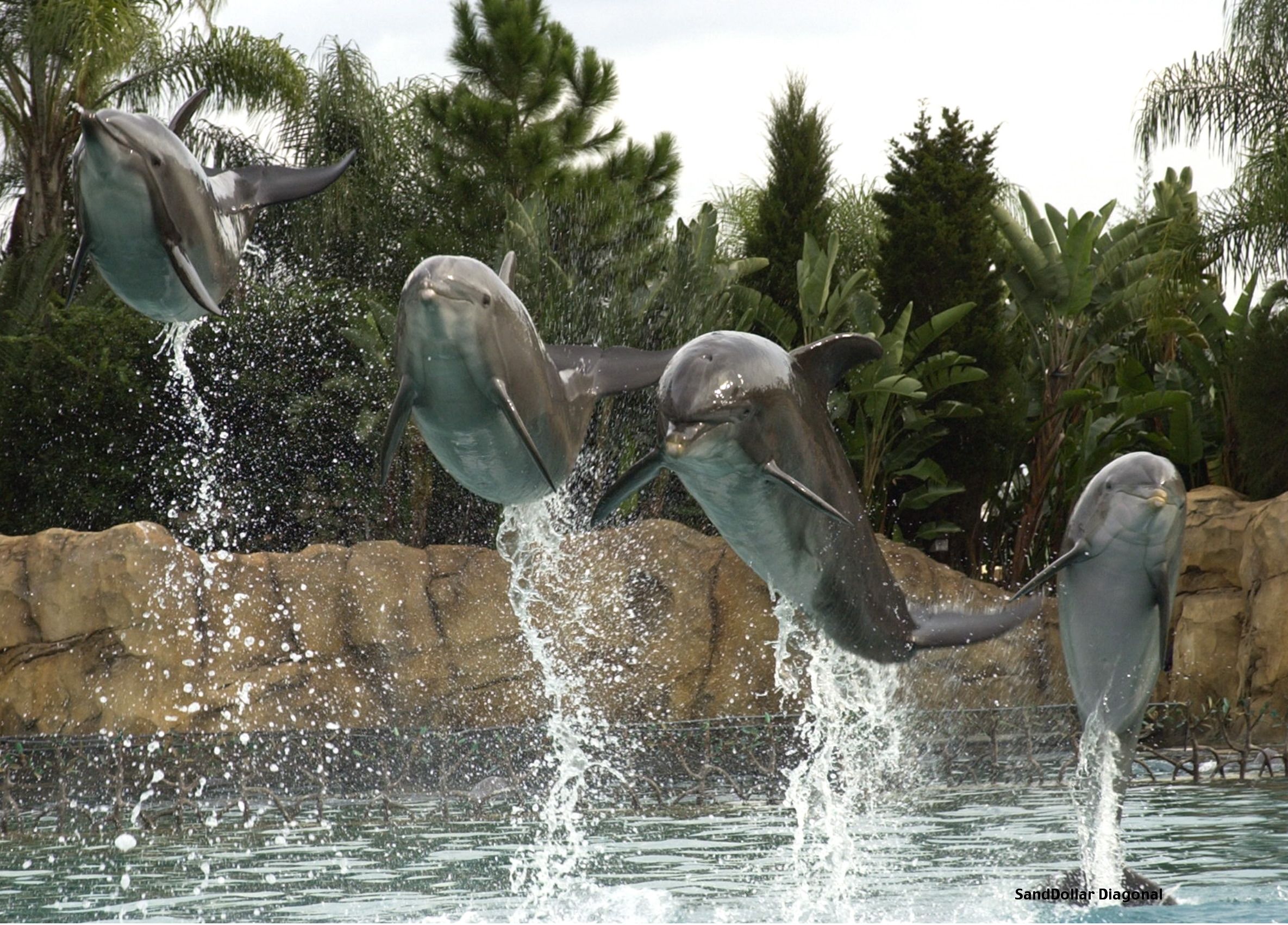 2370x1702 discovery cove