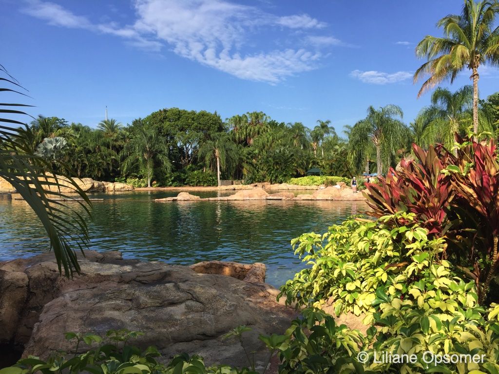 1024x768 Valentine's Day at Discovery Cove Unofficial Guides