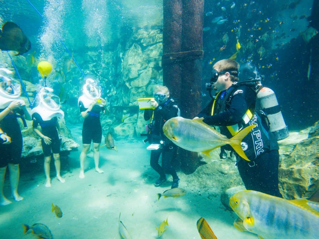 1024x768 Discovery Cove: Complete Guide and Overview