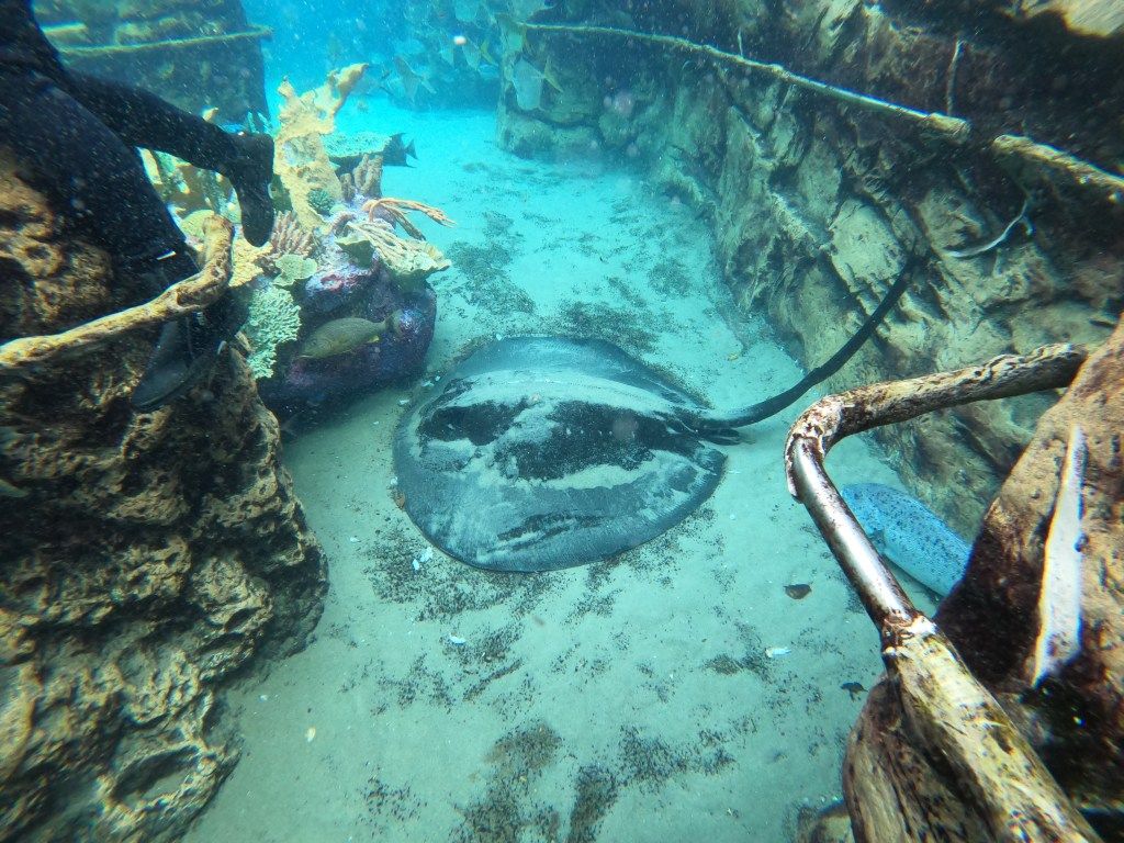1024x768 Discovery Cove All Inclusive Paradise In The Middle Of Orlando
