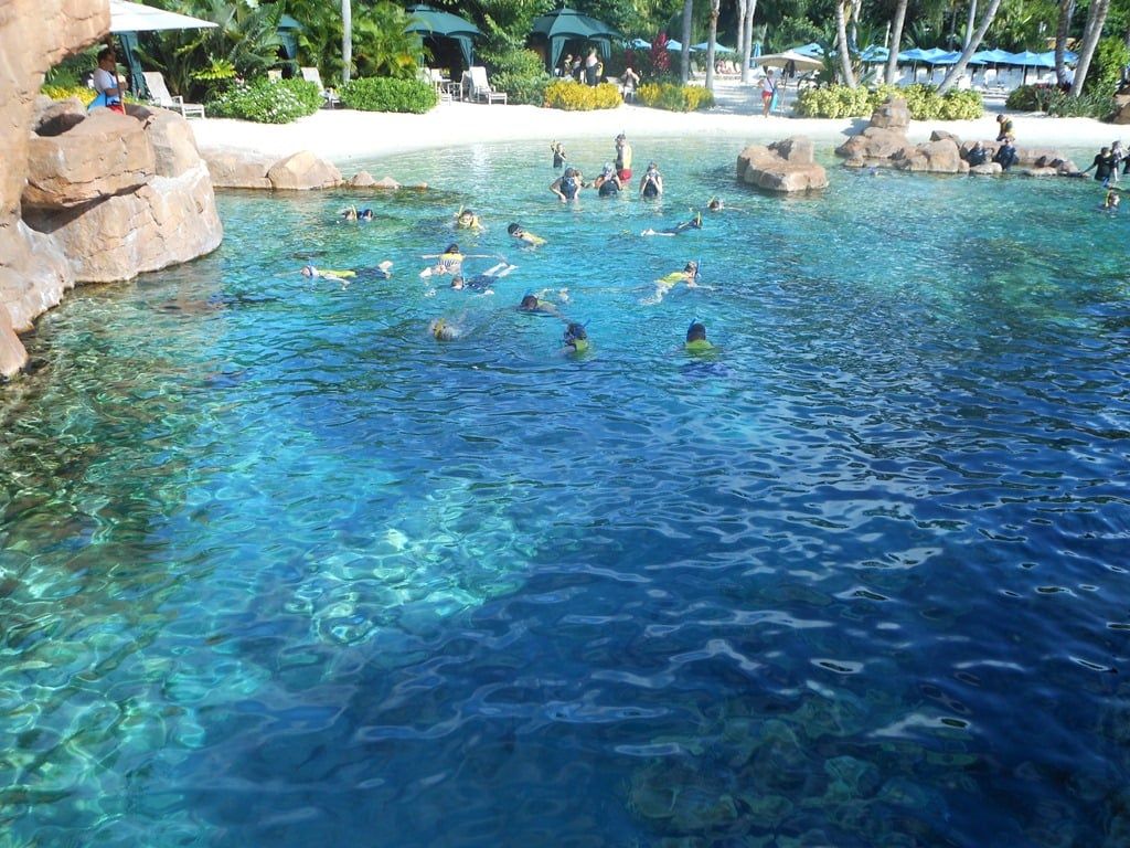1024x768 Discovery Cove Orlando Review–I Swam with Dolphins! « Running in a Skirt